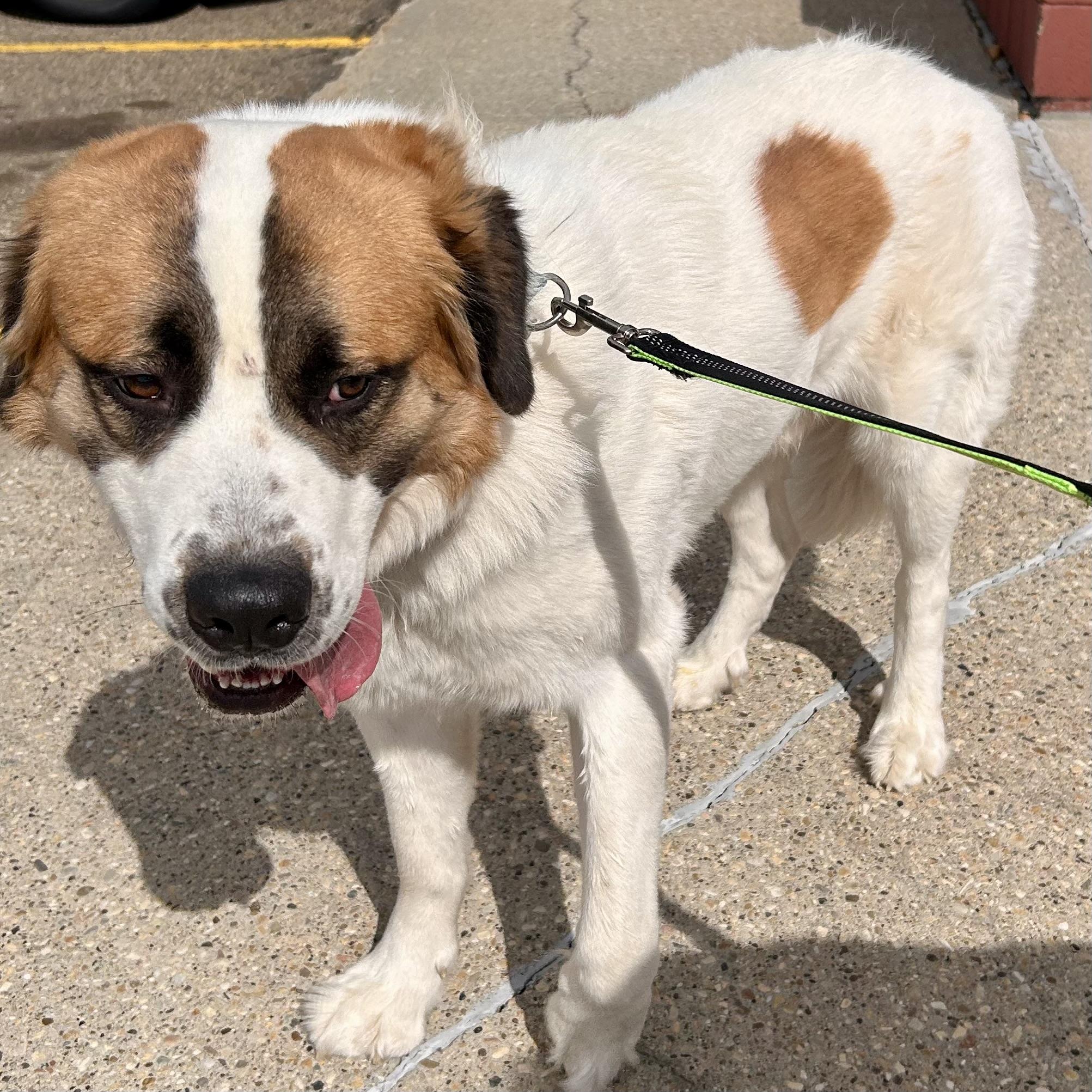 Vincent, an adopted mixed breed in Edmonton, AB image 5/6