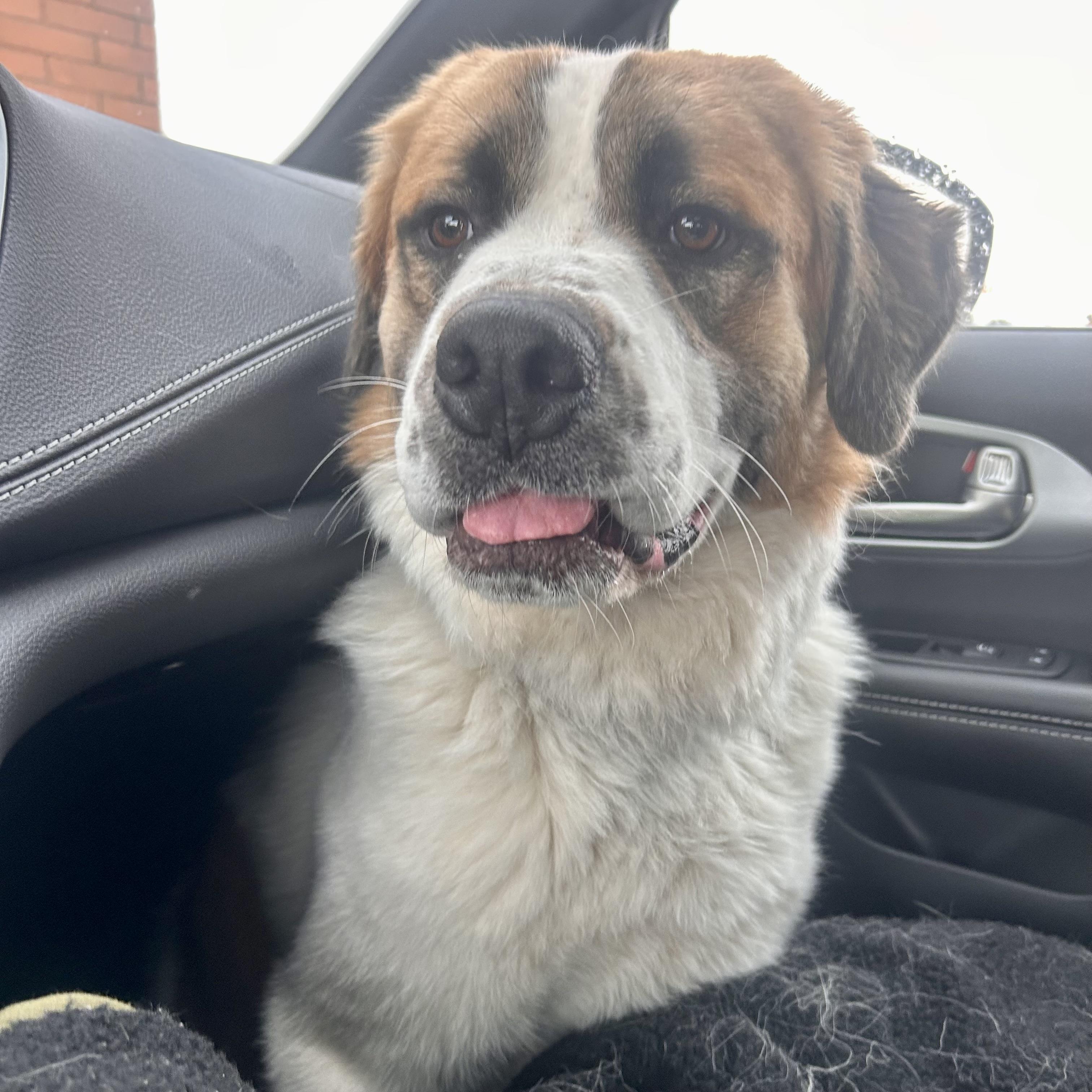 Vincent, adopted, Adult Male Saint Bernard.