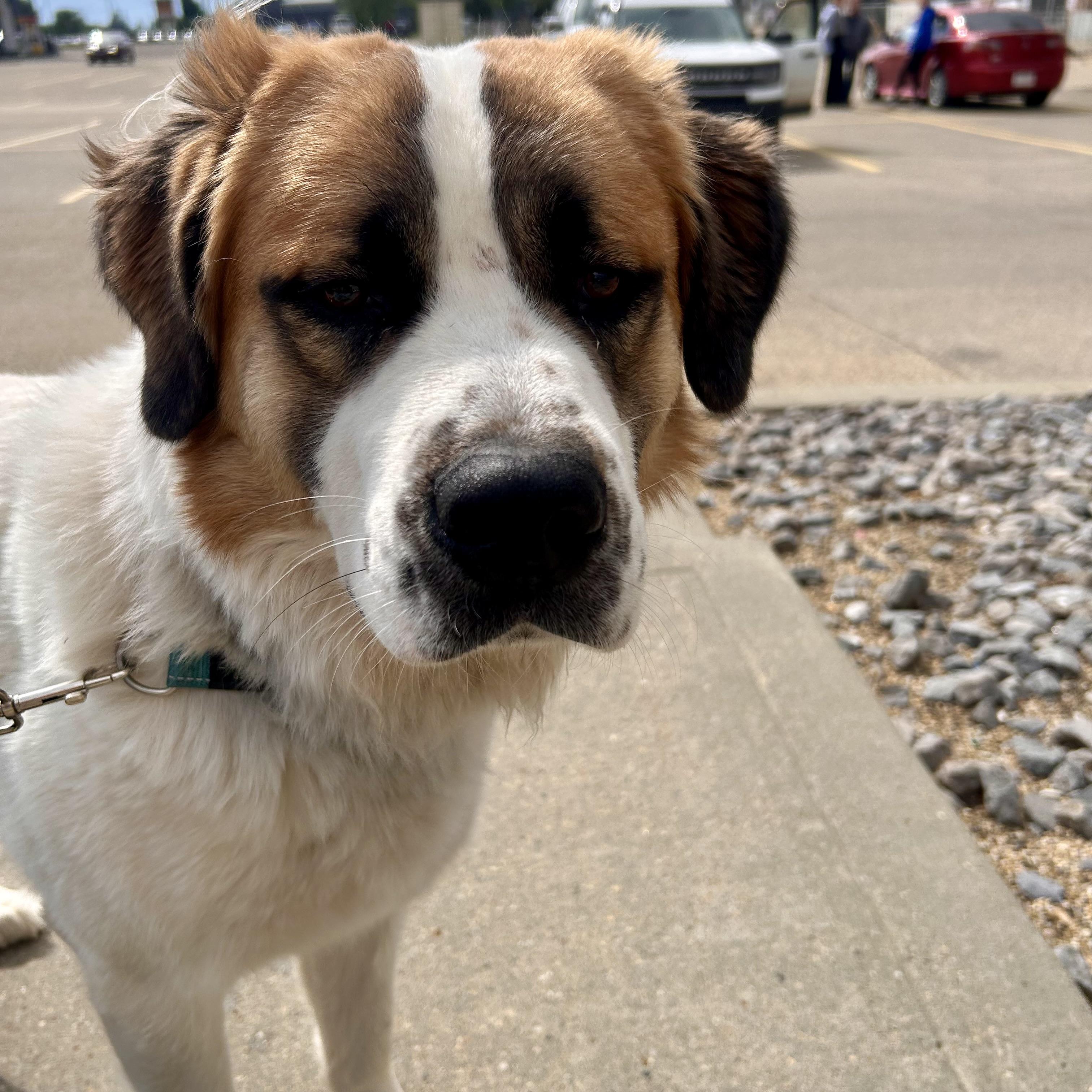 Vincent, an adopted mixed breed in Edmonton, AB image 2/6