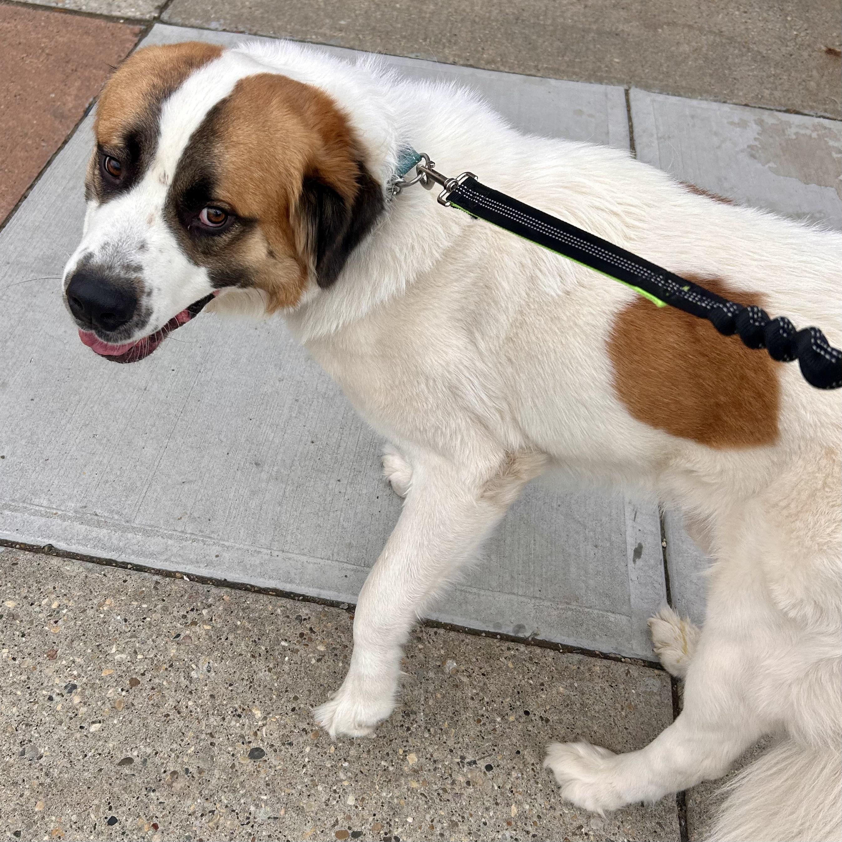 Vincent, an adopted mixed breed in Edmonton, AB image 6/6