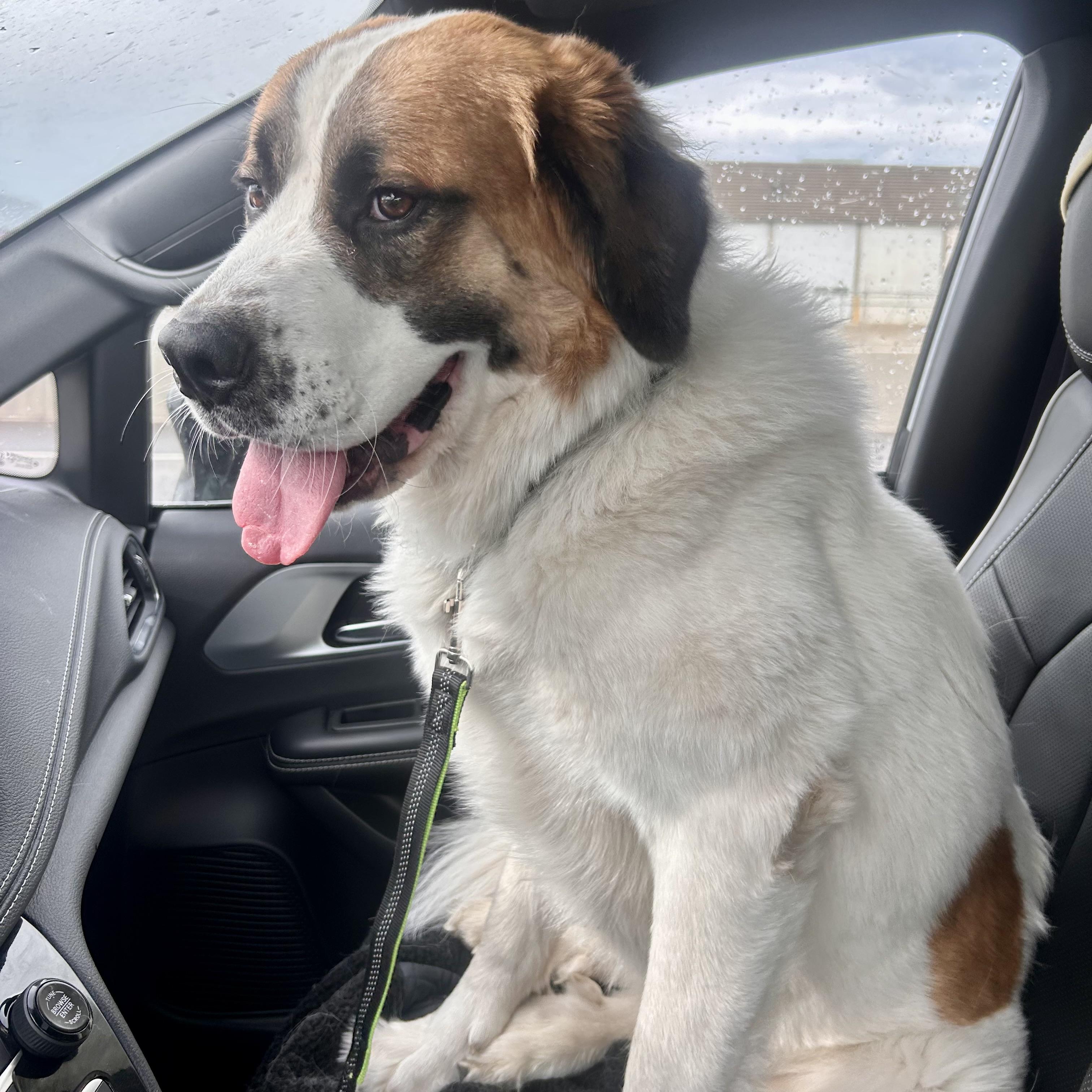 Vincent, an adopted mixed breed in Edmonton, AB image 3/6
