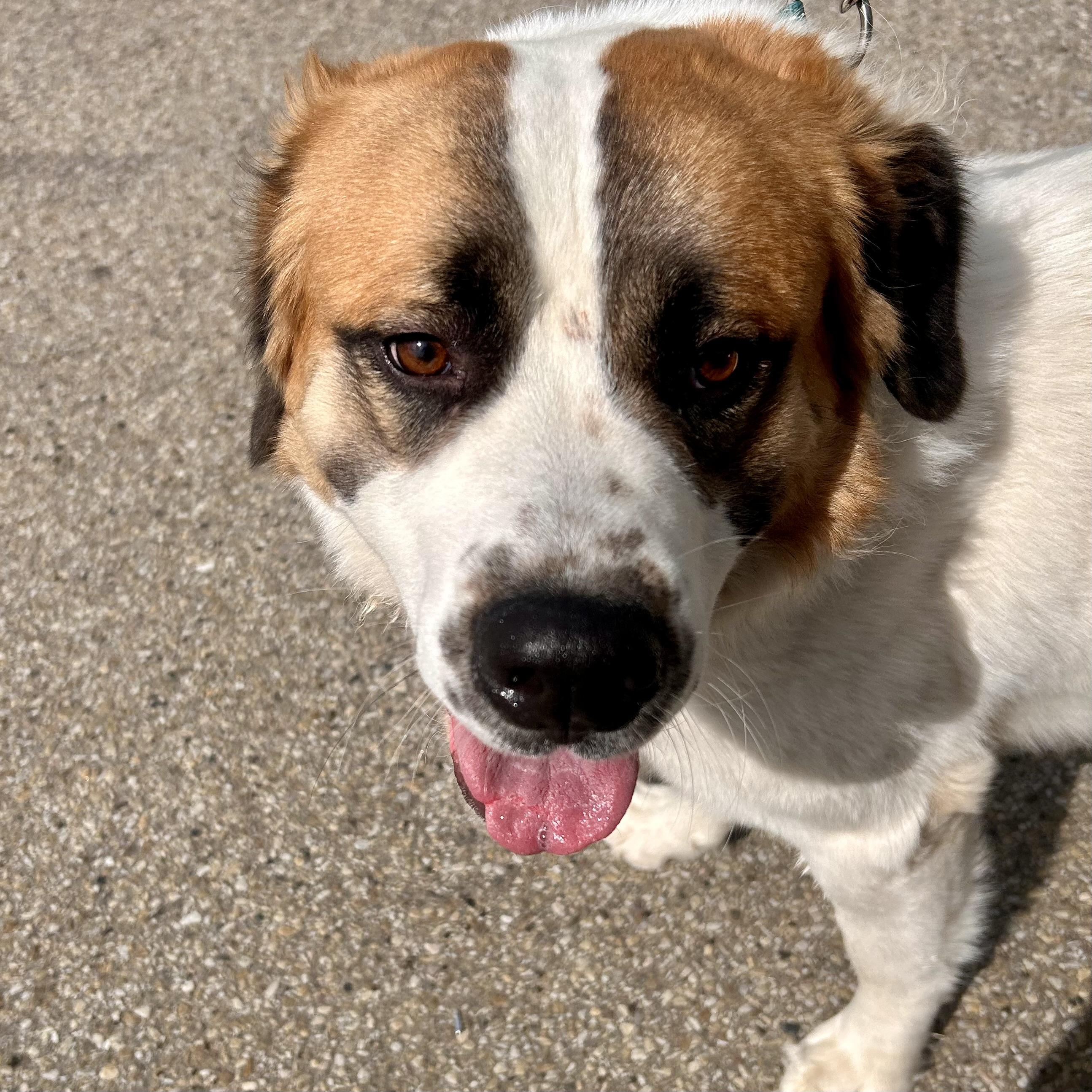 Vincent, an adopted mixed breed in Edmonton, AB image 4/6