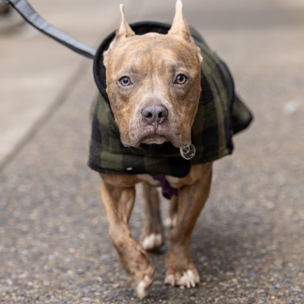 Blue, Adult Male Mixed Breed