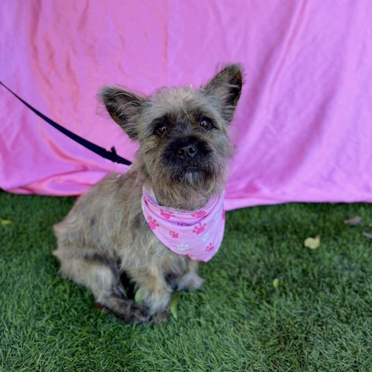 Enlarge ZOEY, an adopted Cairn Terrier in Rowland Heights, CA image 6/6