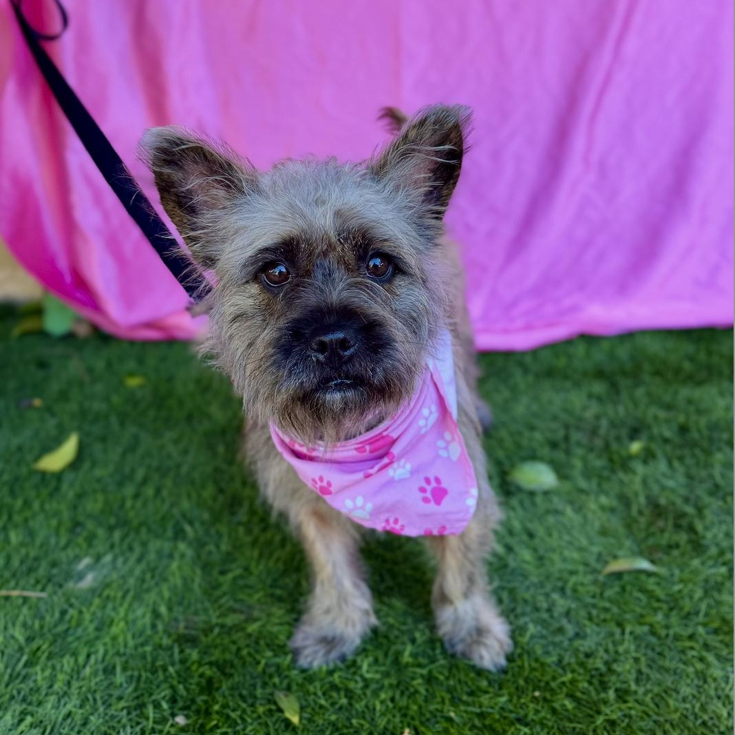 Enlarge ZOEY, an adopted Cairn Terrier in Rowland Heights, CA image 4/6