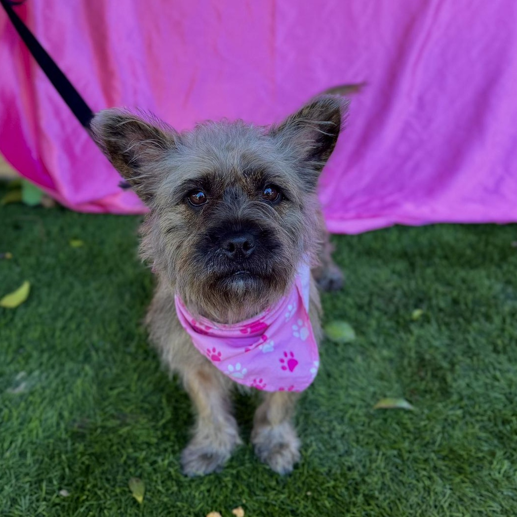 Enlarge ZOEY, an adopted Cairn Terrier in Rowland Heights, CA image 5/6