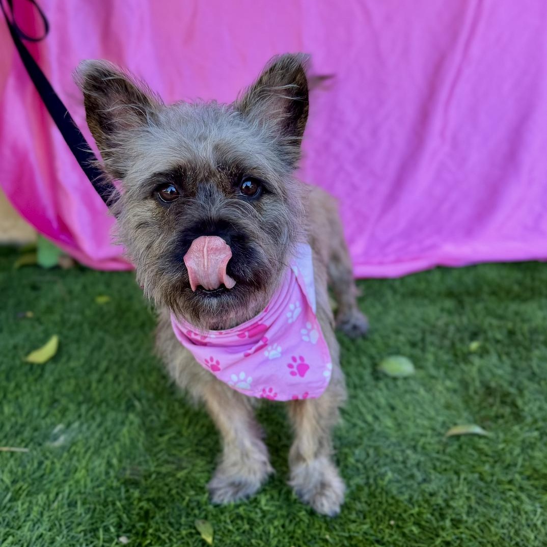 Enlarge ZOEY, an adopted Cairn Terrier in Rowland Heights, CA image 3/6