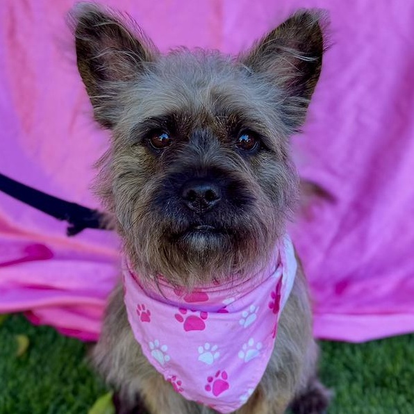ZOEY, adopted, Young Female Cairn Terrier.