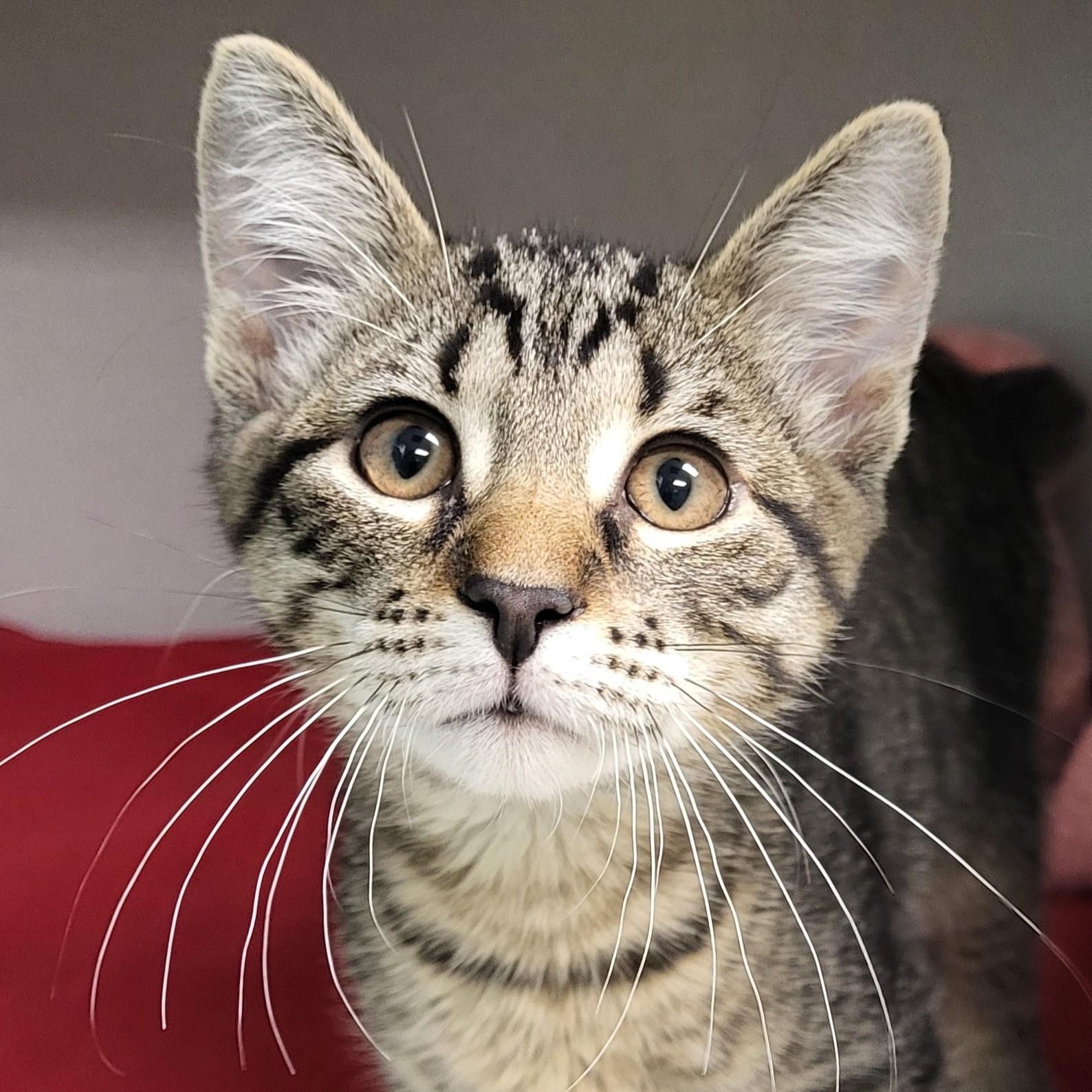 Pictionary, adopted, Kitten Male Domestic Short Hair.