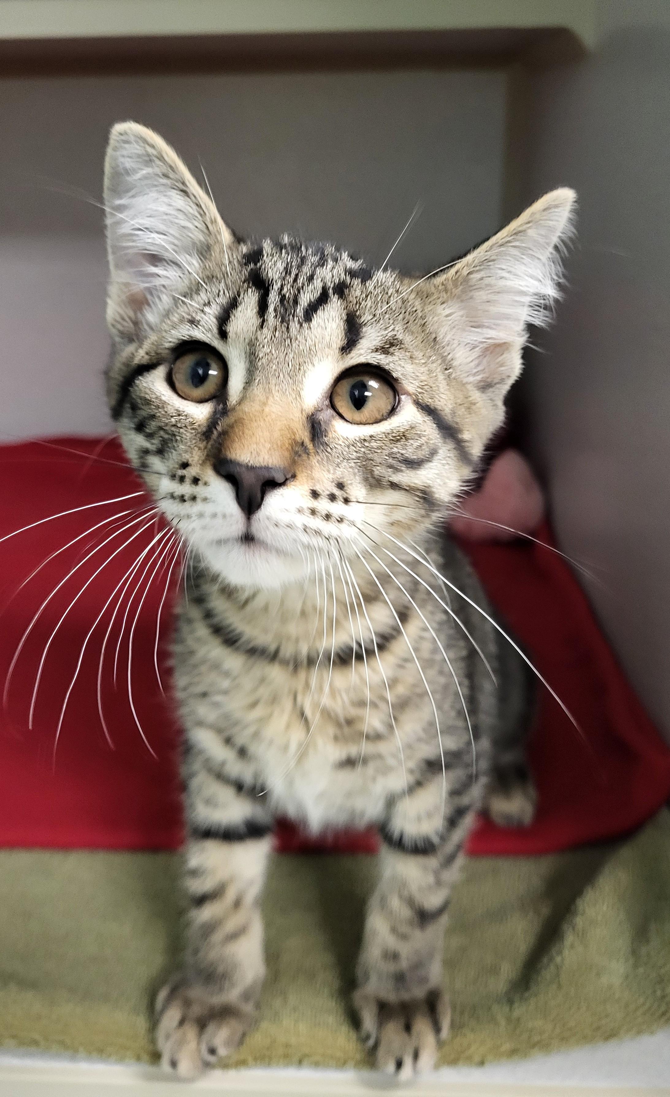 Pictionary, an adopted Domestic Short Hair in Grayslake, IL image 3/3