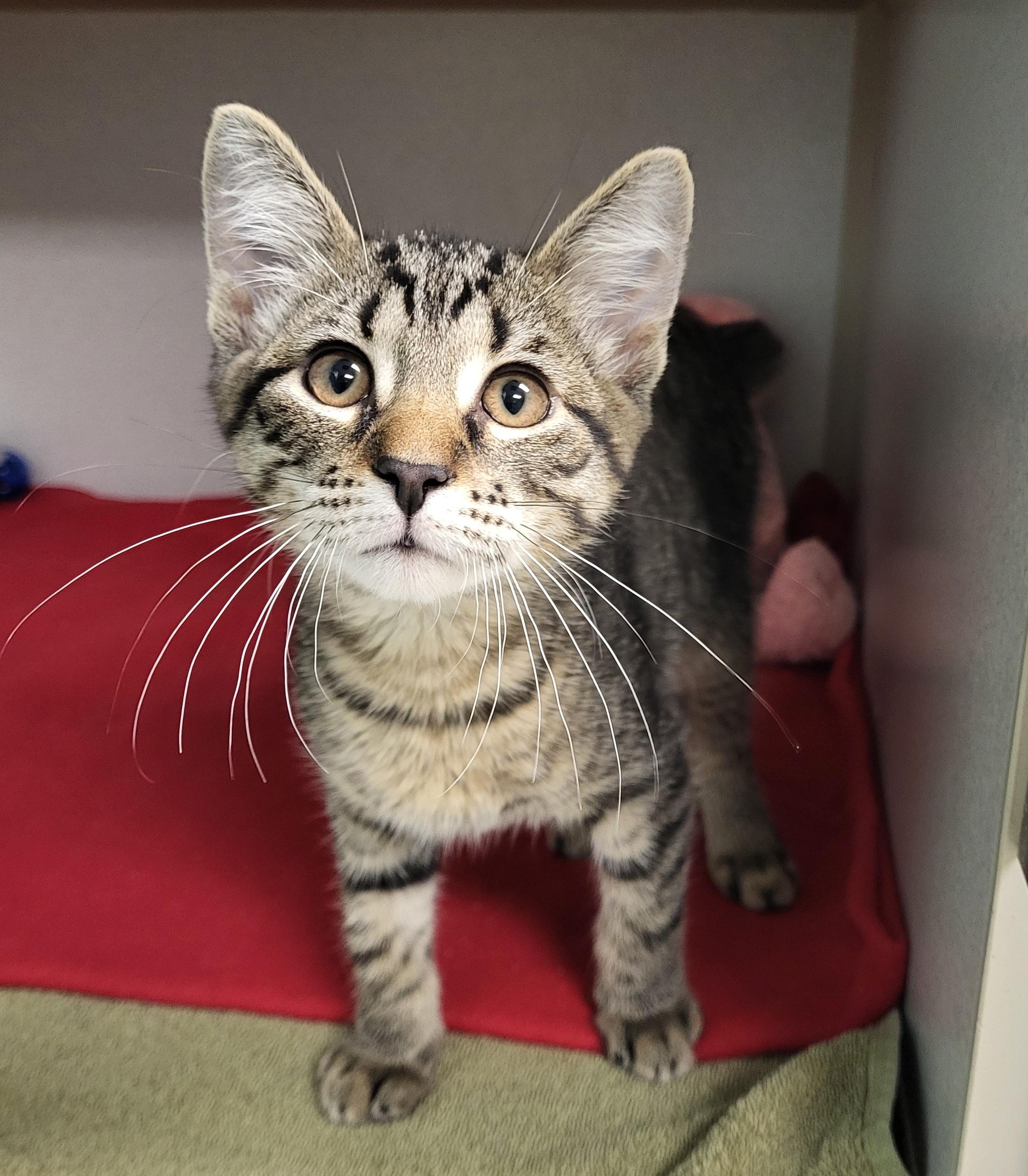 Pictionary, an adopted Domestic Short Hair in Grayslake, IL image 2/3