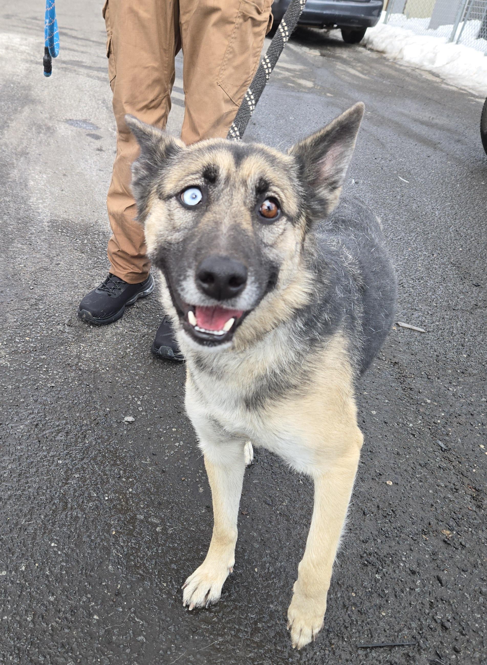 Enlarge Brezel, a ADOPTABLE German Shepherd Dog in Trenton, NJ image 2/2
