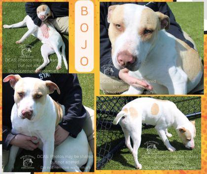 Bojo, Adoptable, Adult Male Staffordshire Bull Terrier & Mixed Breed.