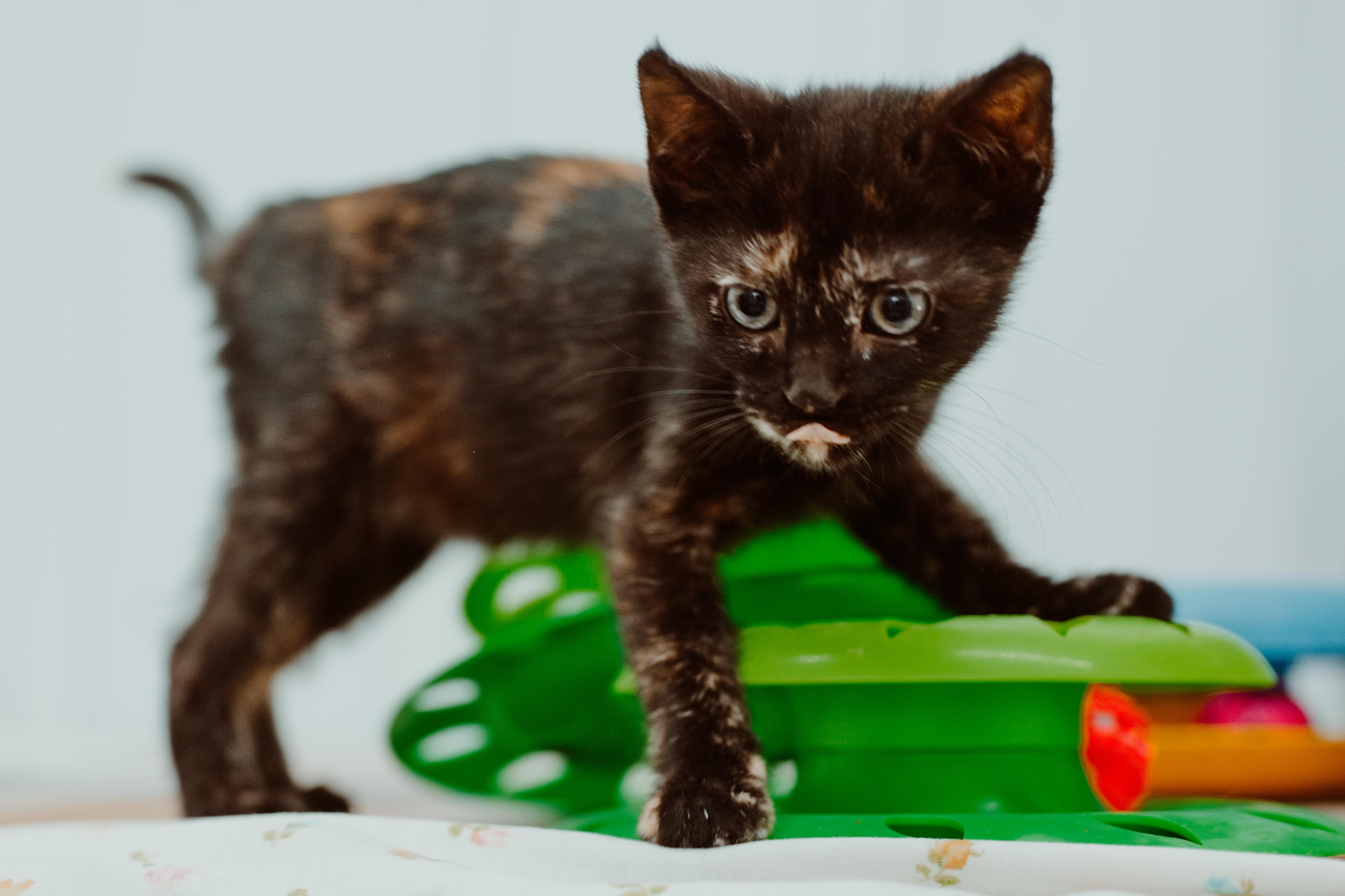 Enlarge Hope, a Adopted Tortoiseshell in Le Mars, IA image 1/1