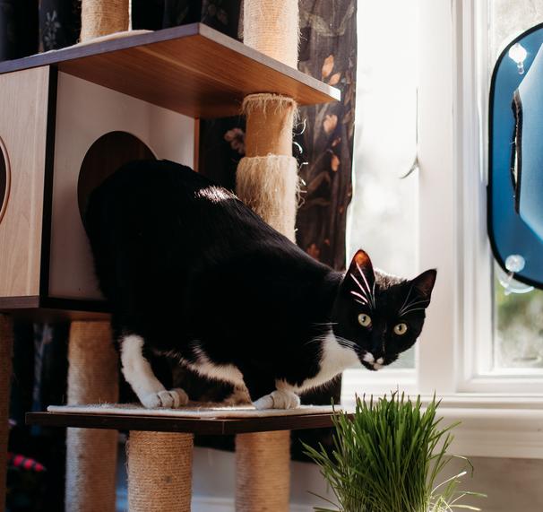 Jasper, a Adoptable Domestic Short Hair in Virginia Beach, VA image 1/5