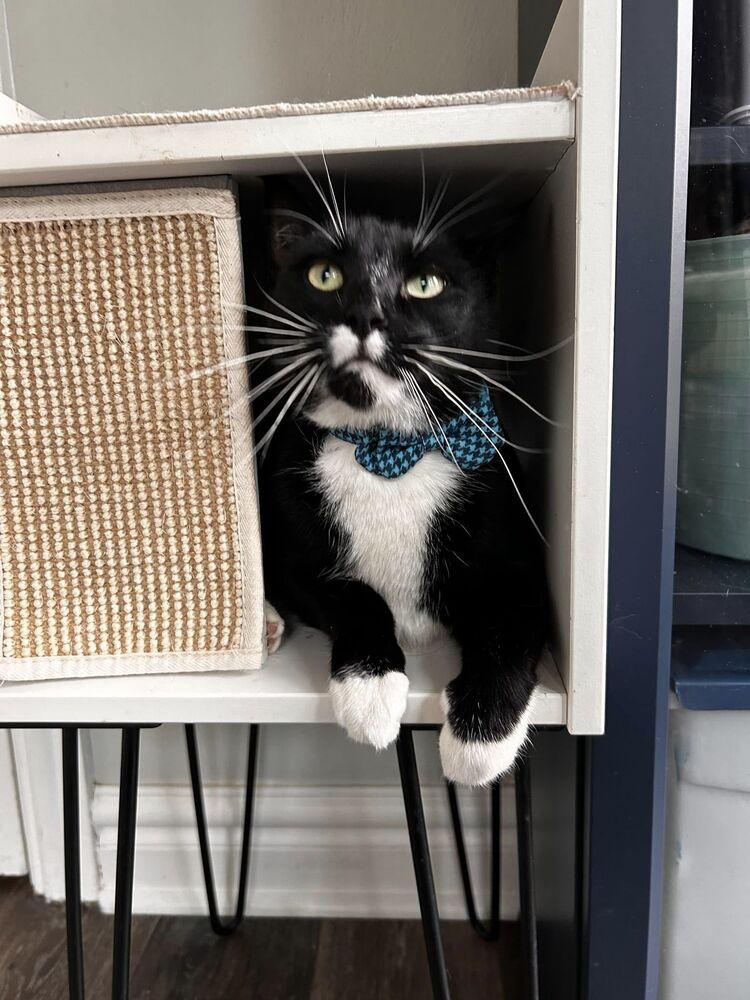 Jasper, a Adoptable Domestic Short Hair in Virginia Beach, VA image 2/5
