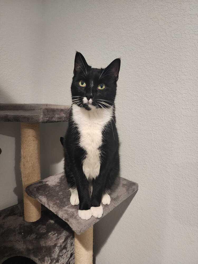 Jasper, a Adoptable Domestic Short Hair in Virginia Beach, VA image 3/5