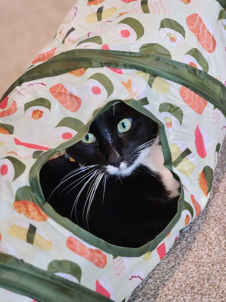 Jasper, a Adoptable Domestic Short Hair in Virginia Beach, VA image 4/5