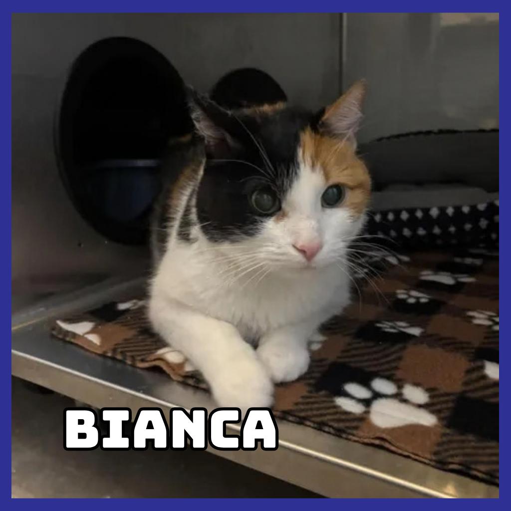 Bianca photo