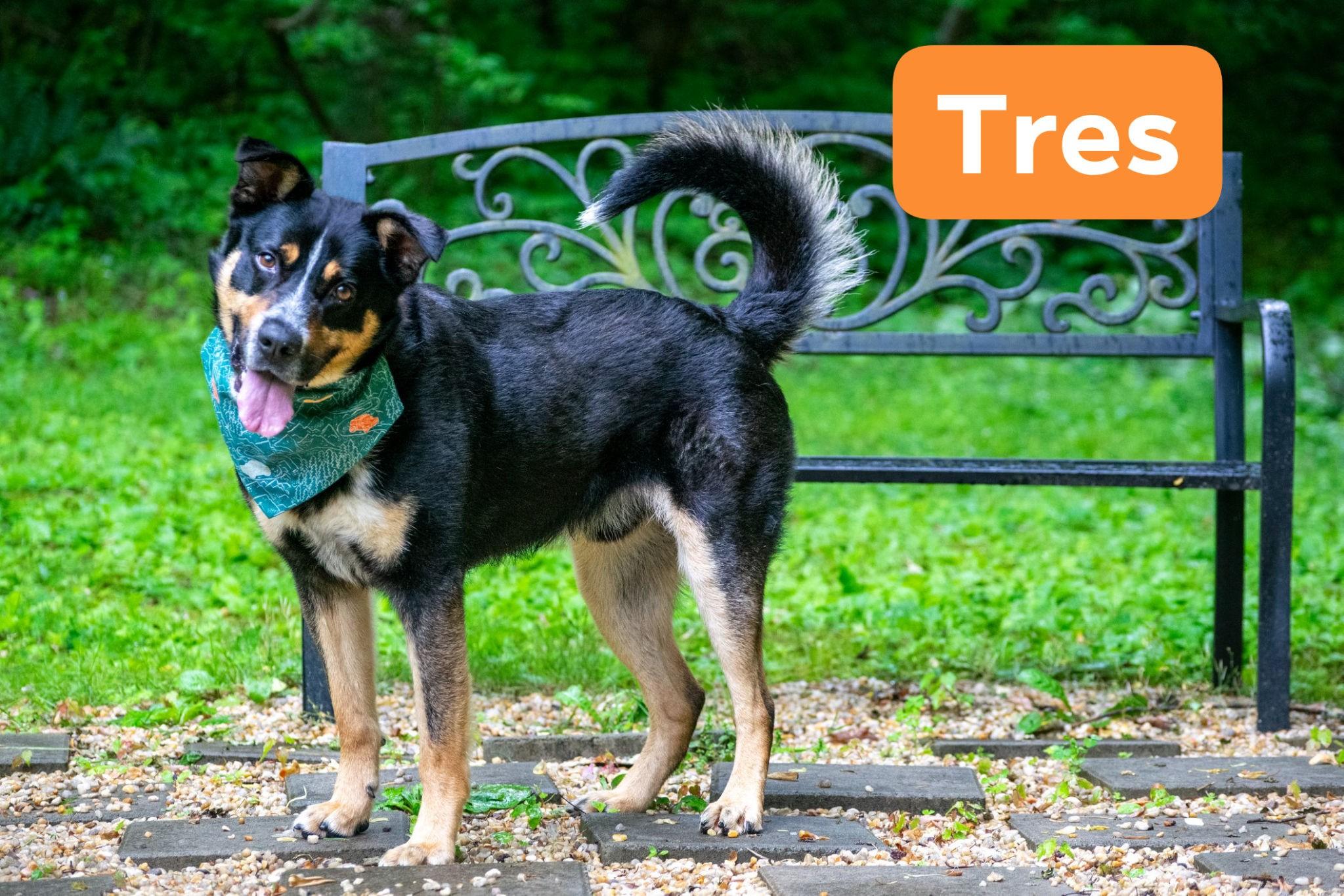 Tres, ADOPTABLE, Adult Male Cattle Dog.