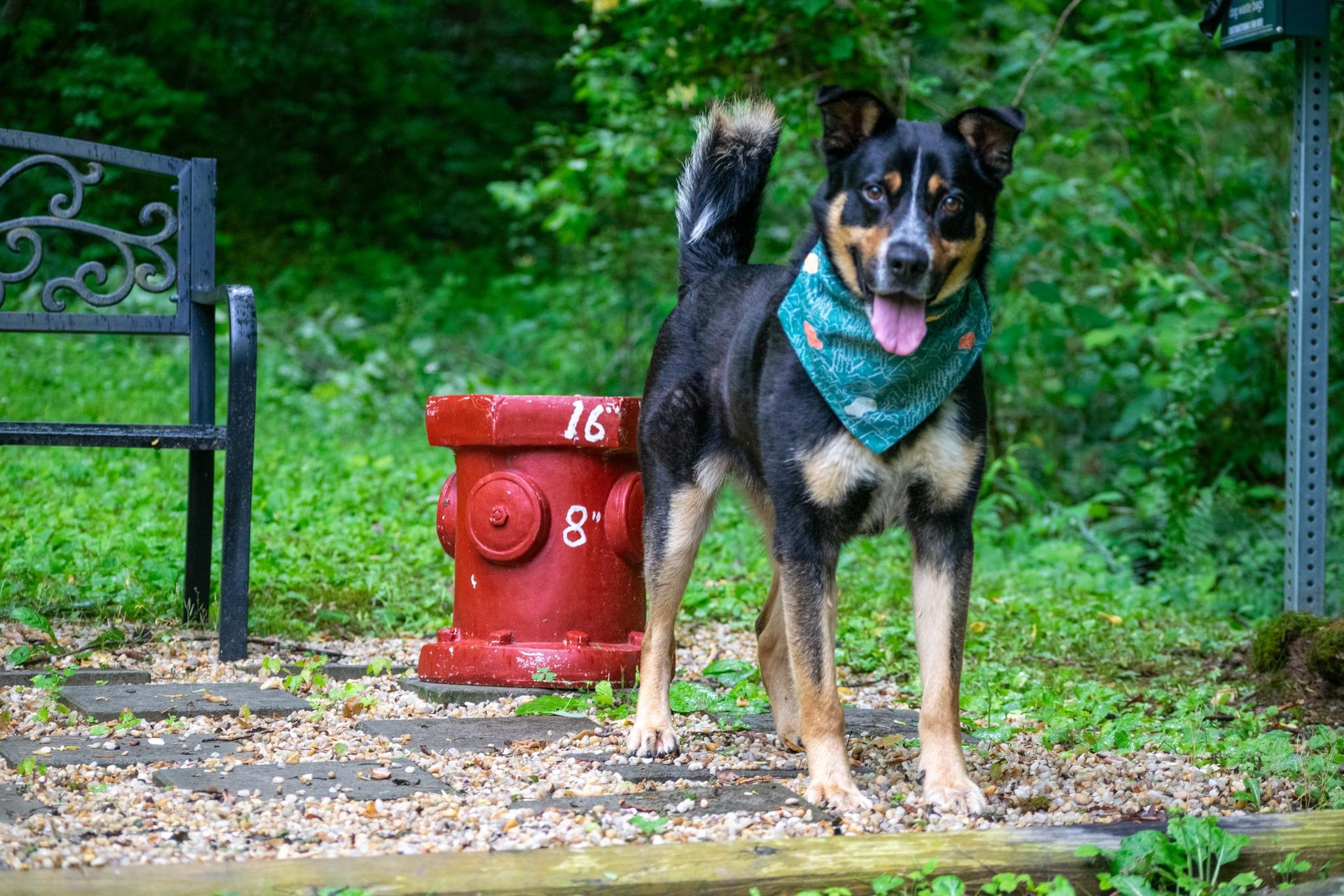 Tres, a ADOPTABLE Cattle Dog in Sevierville, TN image 4/4