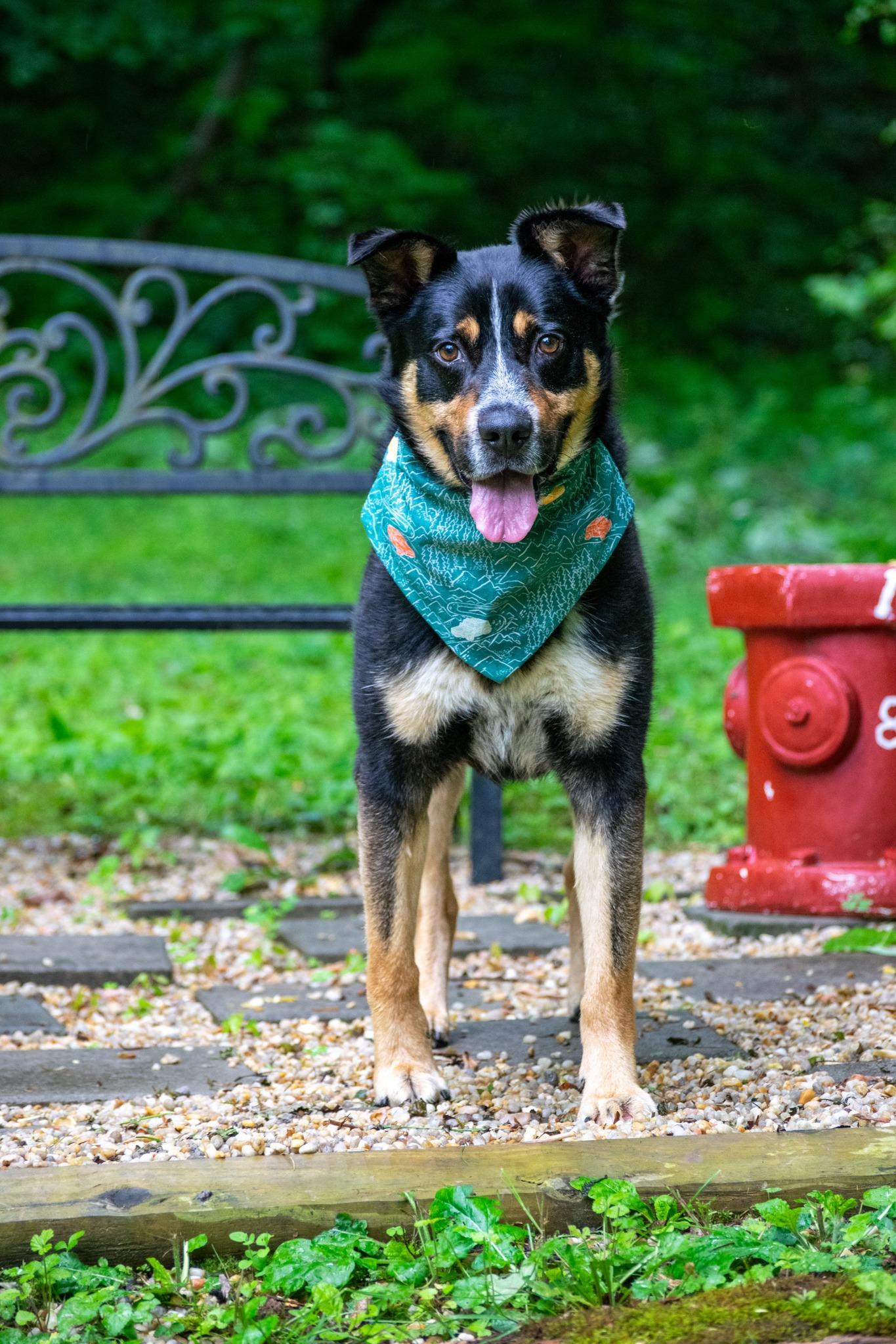 Tres, a ADOPTABLE Cattle Dog in Sevierville, TN image 3/4