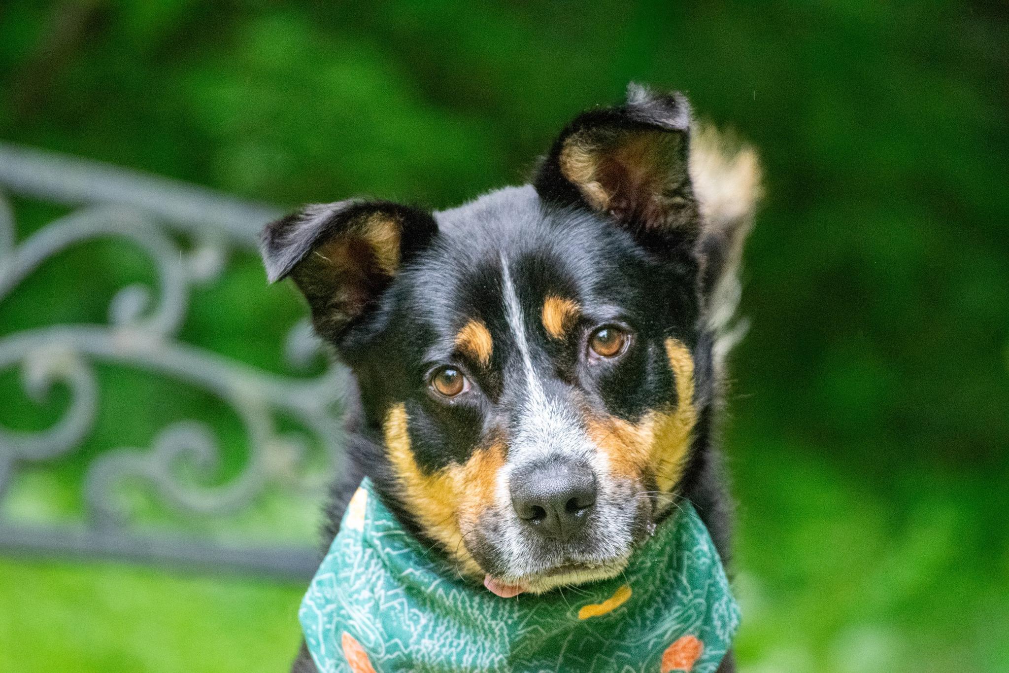 Tres, a ADOPTABLE Cattle Dog in Sevierville, TN image 2/4