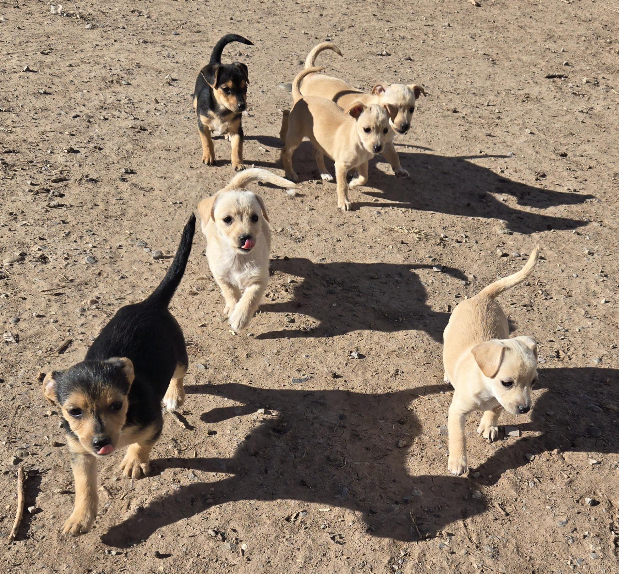 Enlarge **JENGA, a Adoptable mixed breed in Peralta, NM image 3/6