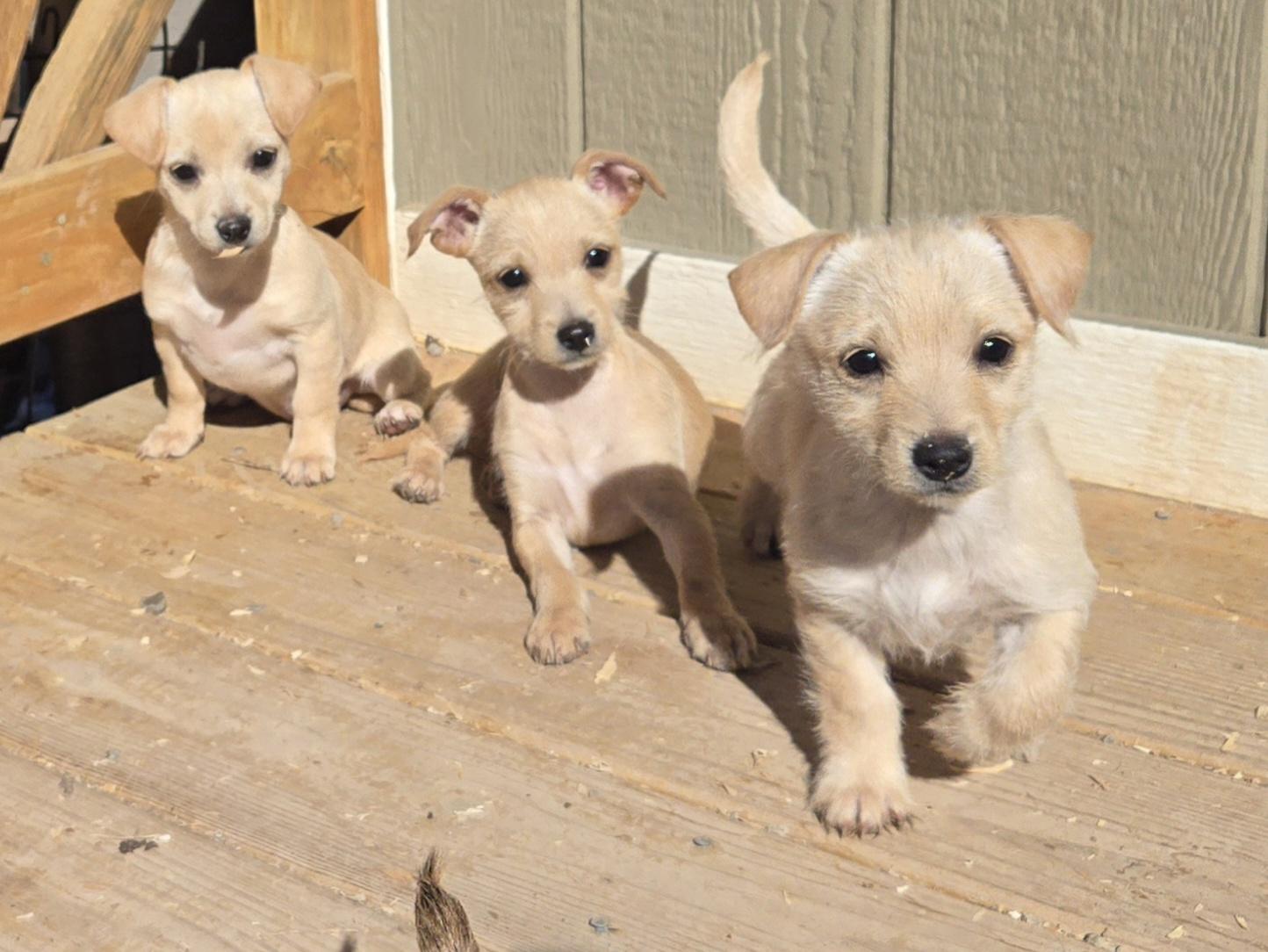 **JENGA, Adoptable, Puppy Female Norfolk Terrier & Chihuahua.