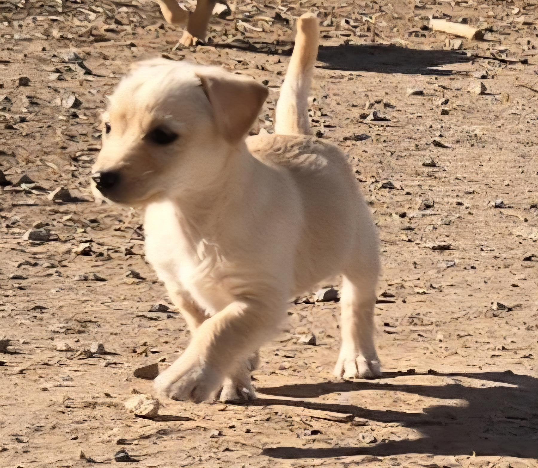 Enlarge **JENGA, a Adoptable mixed breed in Peralta, NM image 5/6