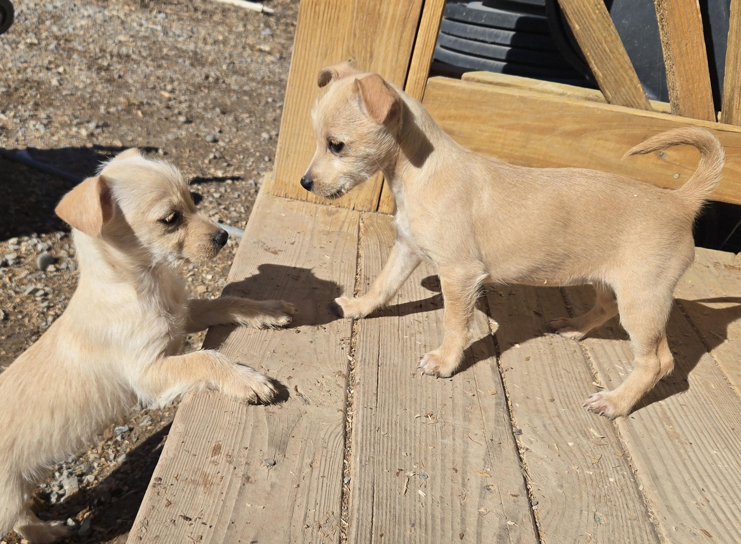 Enlarge **JENGA, a Adoptable mixed breed in Peralta, NM image 2/6