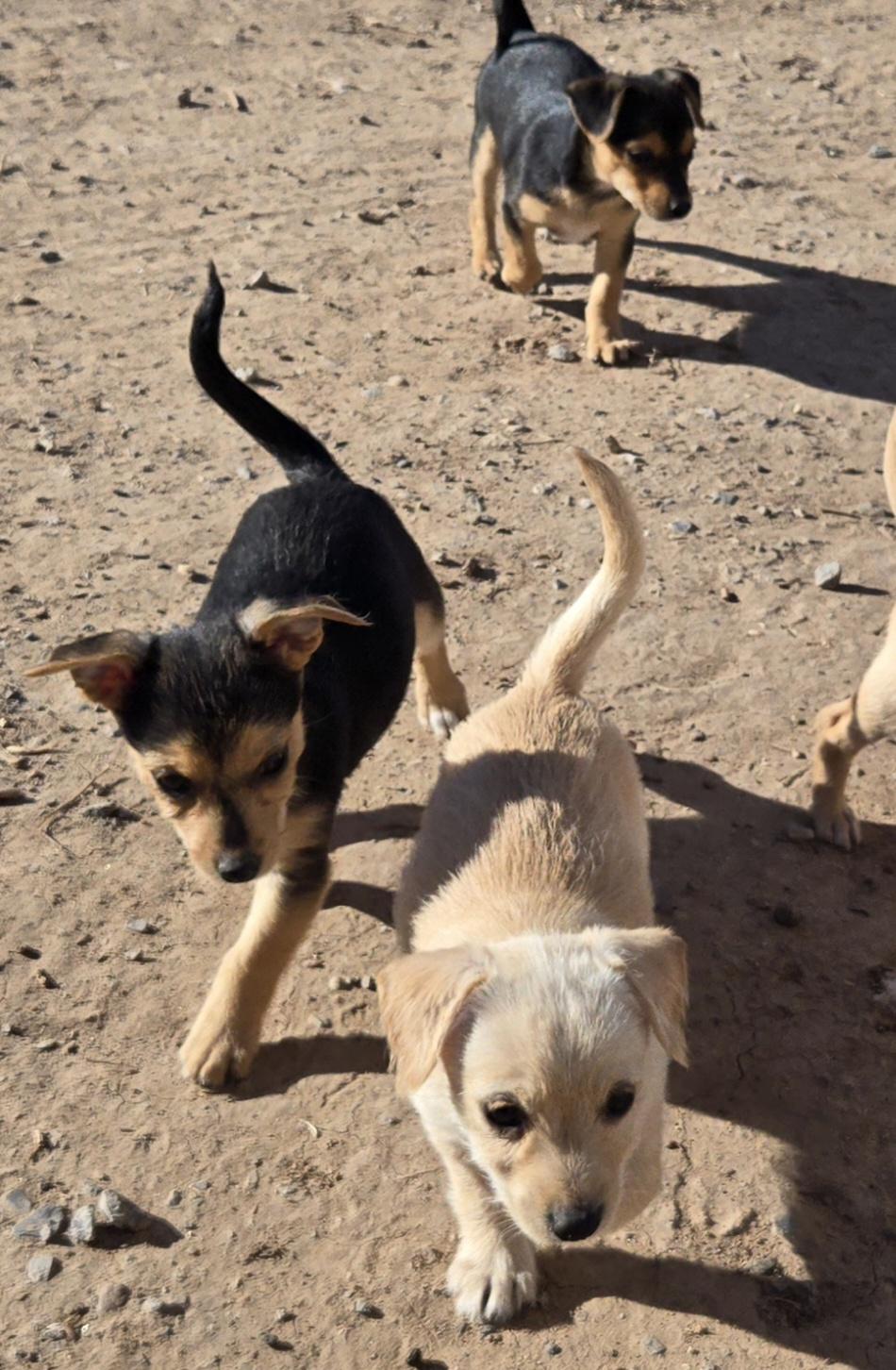 Enlarge **JENGA, a Adoptable mixed breed in Peralta, NM image 6/6