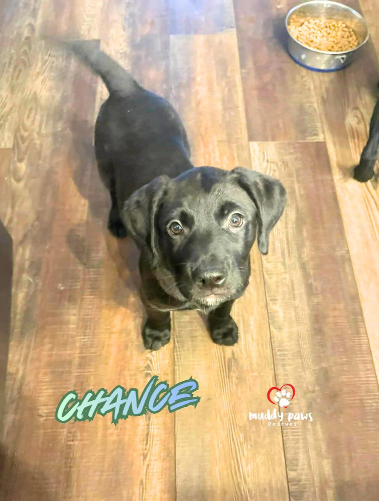 Chance: Happy New Year Litter — thumbnail 3