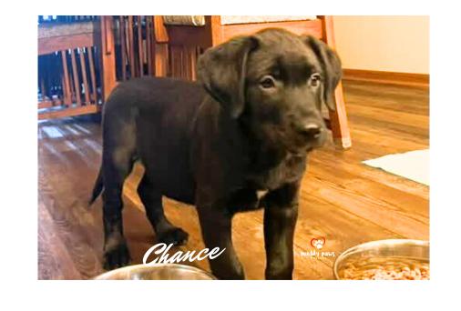 Chance: Happy New Year Litter — thumbnail 4