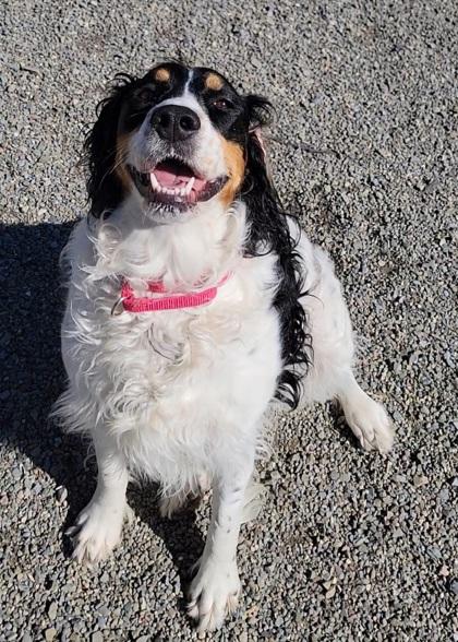 Enlarge Zoey, a Adoptable mixed breed in Elmira, NY image 1/2