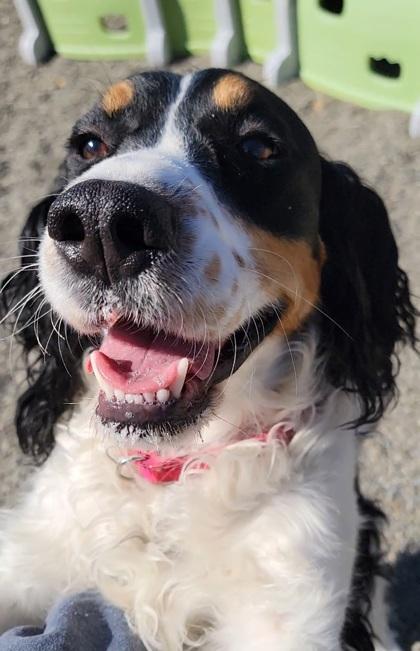 Enlarge Zoey, a Adoptable mixed breed in Elmira, NY image 2/2