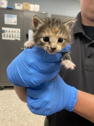 Enlarge Amelia Mignonette Thermopolis Renaldi, a Adoptable mixed breed in Gastonia, NC image 1/1