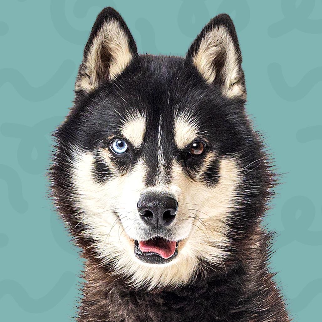 Alfie, Adoptable, Senior Male Husky.