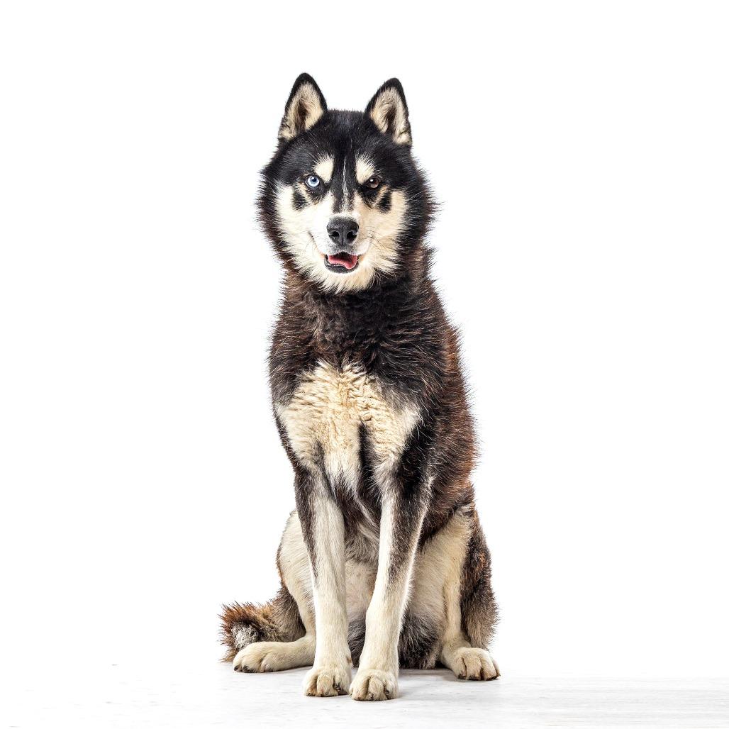 Enlarge Alfie, a Adoptable Husky in Reno, NV image 2/4