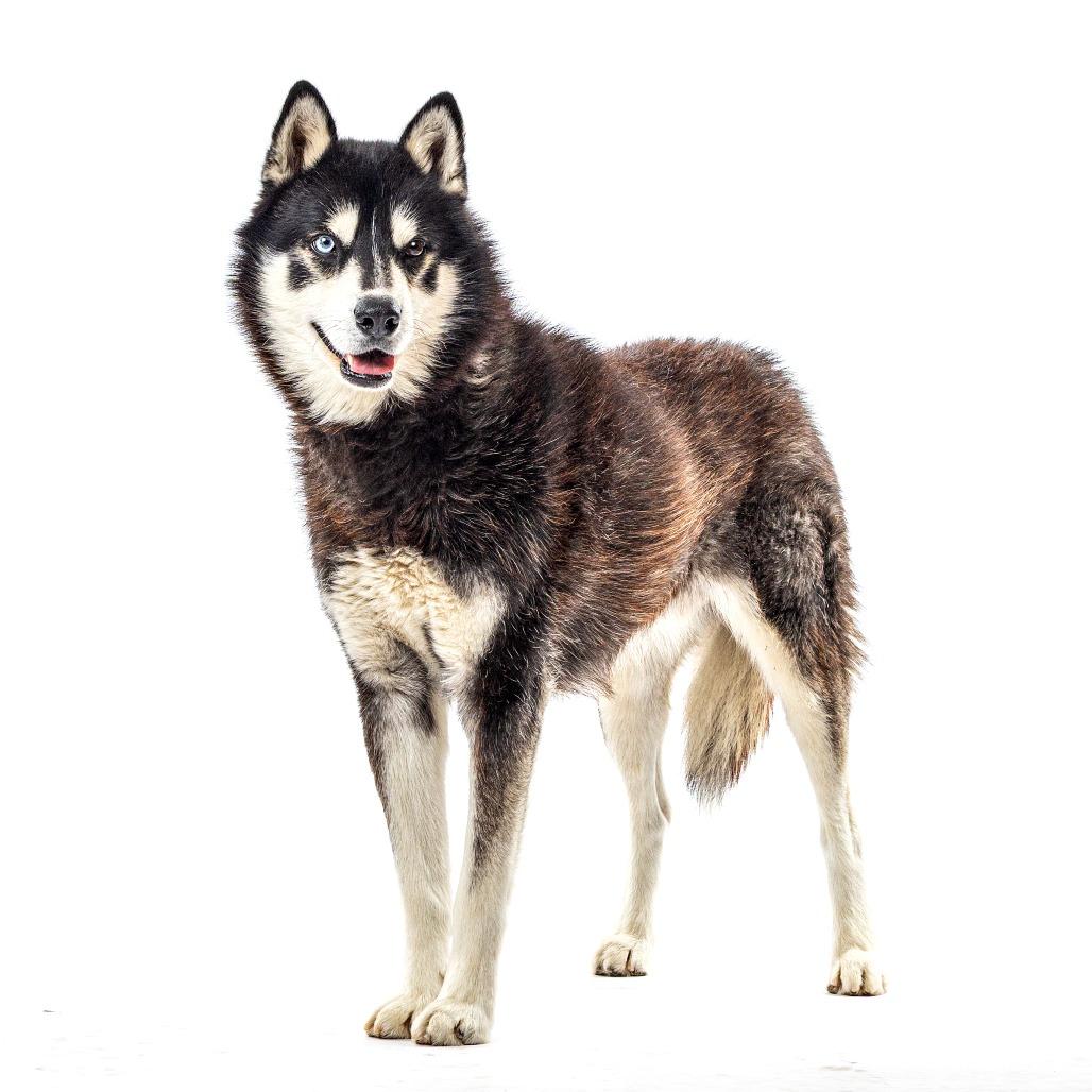 Enlarge Alfie, a Adoptable Husky in Reno, NV image 3/4