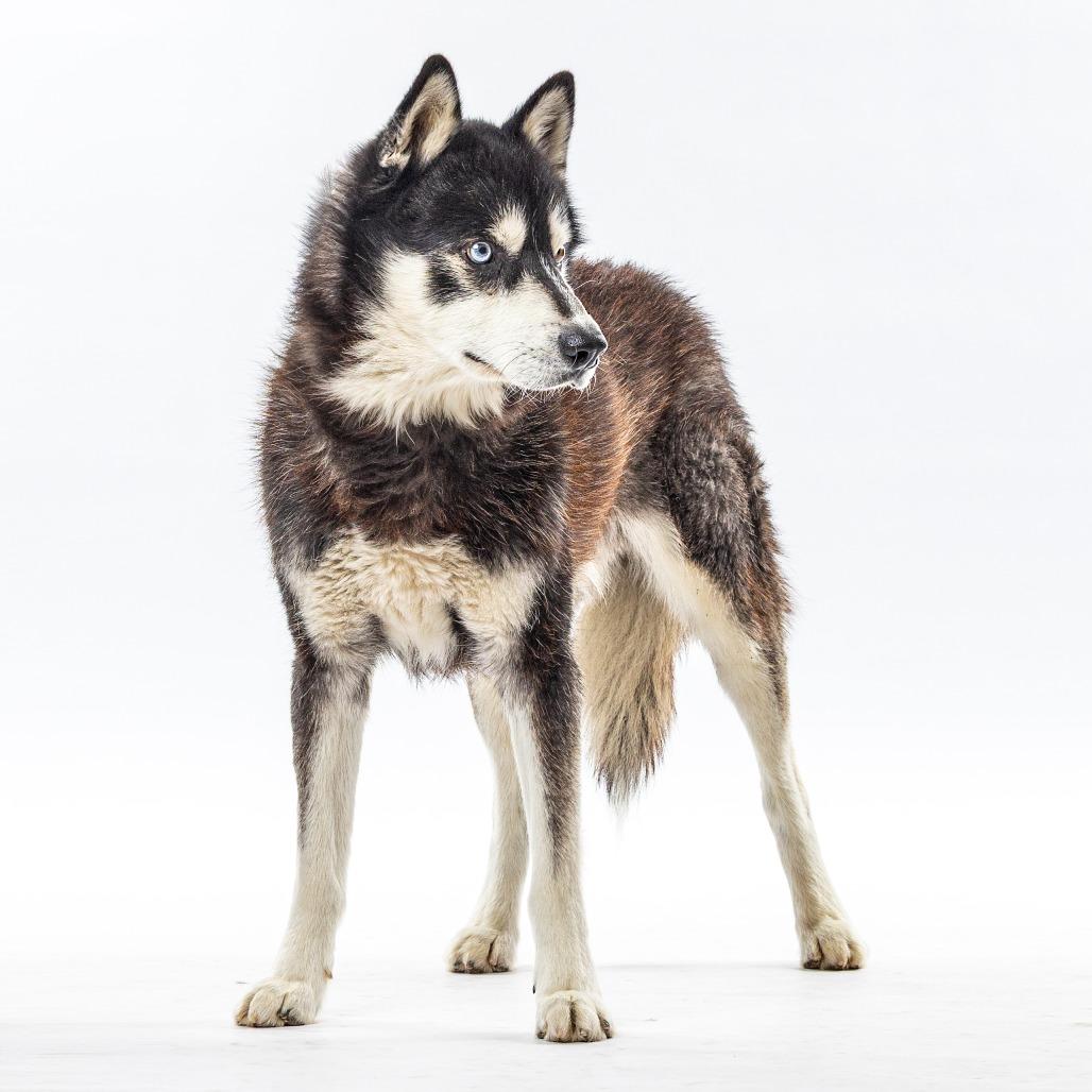 Enlarge Alfie, a Adoptable Husky in Reno, NV image 4/4