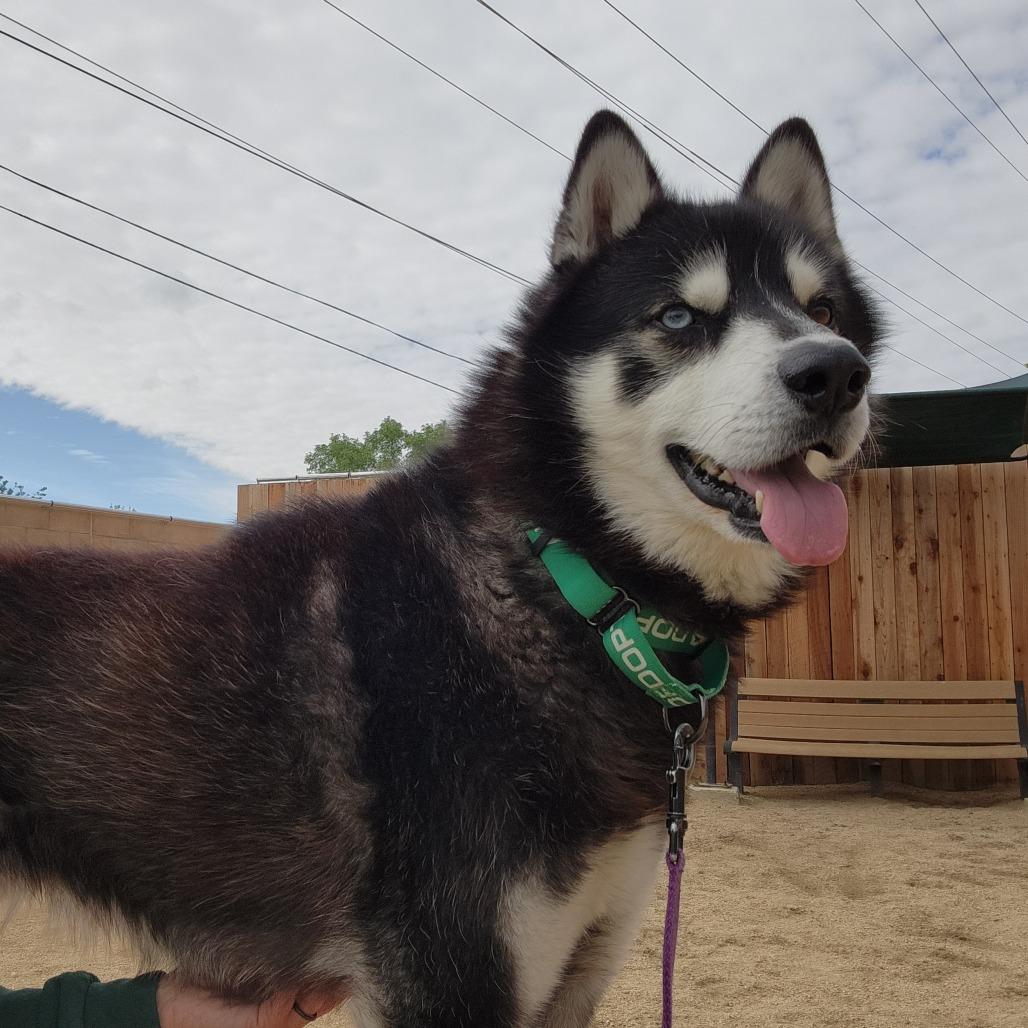Alfie, a Adoptable Husky in Reno, NV image 5/5