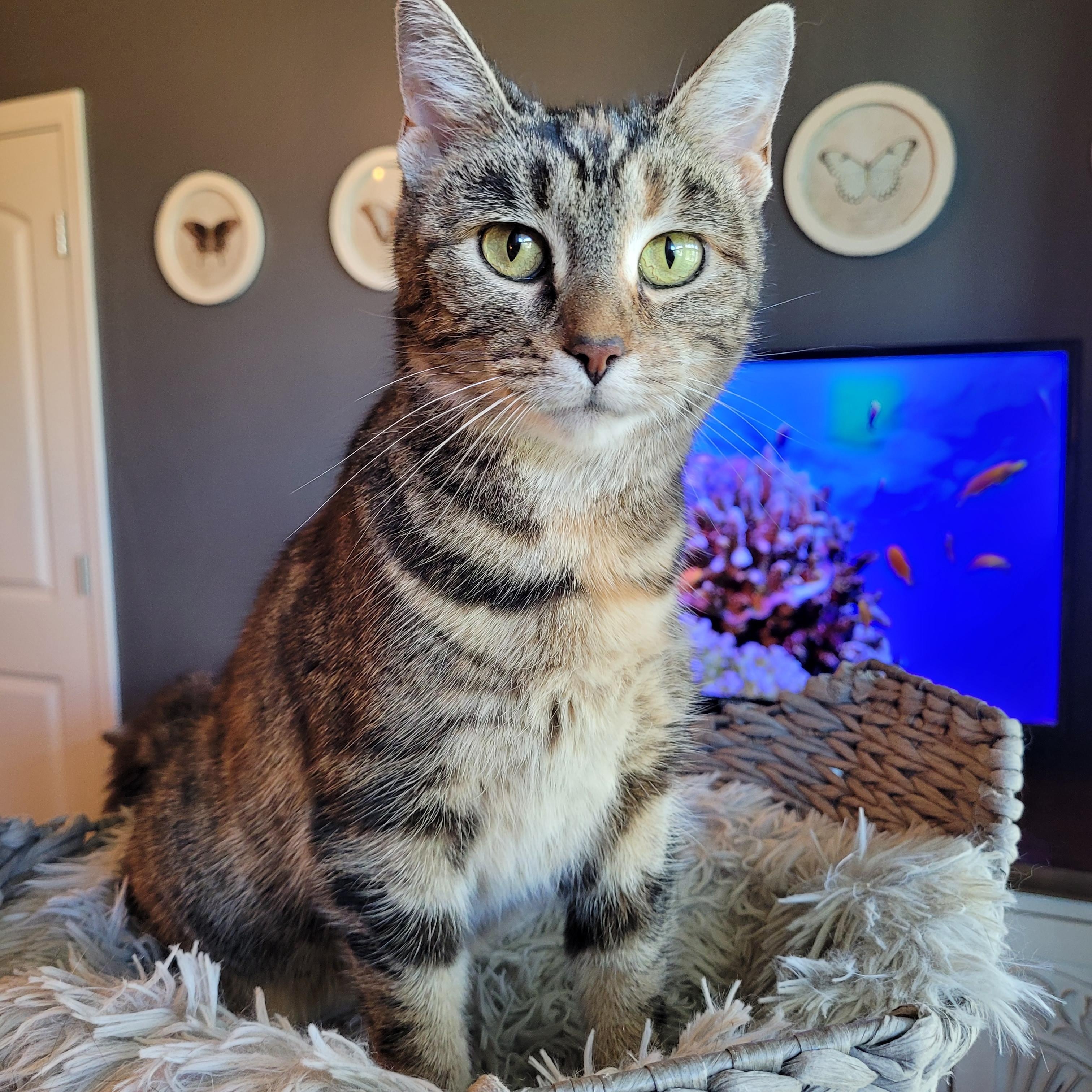 Enlarge Stinkerbelle, a Adoptable Domestic Short Hair in Indianapolis, IN image 3/6