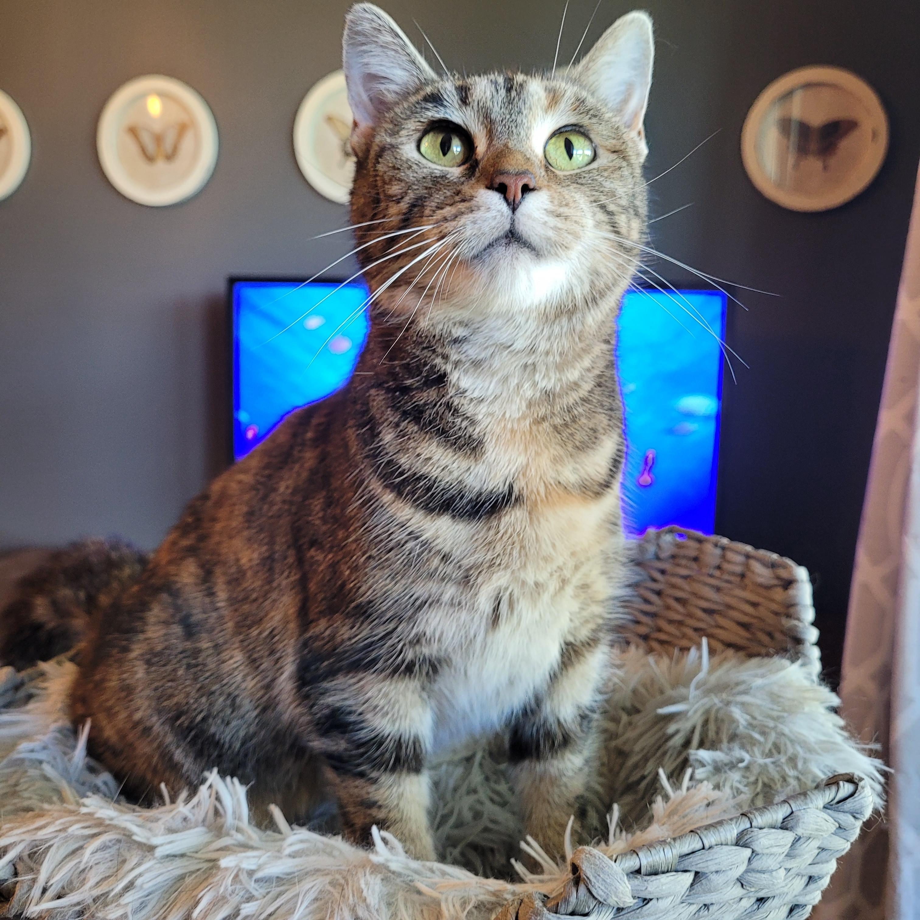Enlarge Stinkerbelle, a Adoptable Domestic Short Hair in Indianapolis, IN image 1/6
