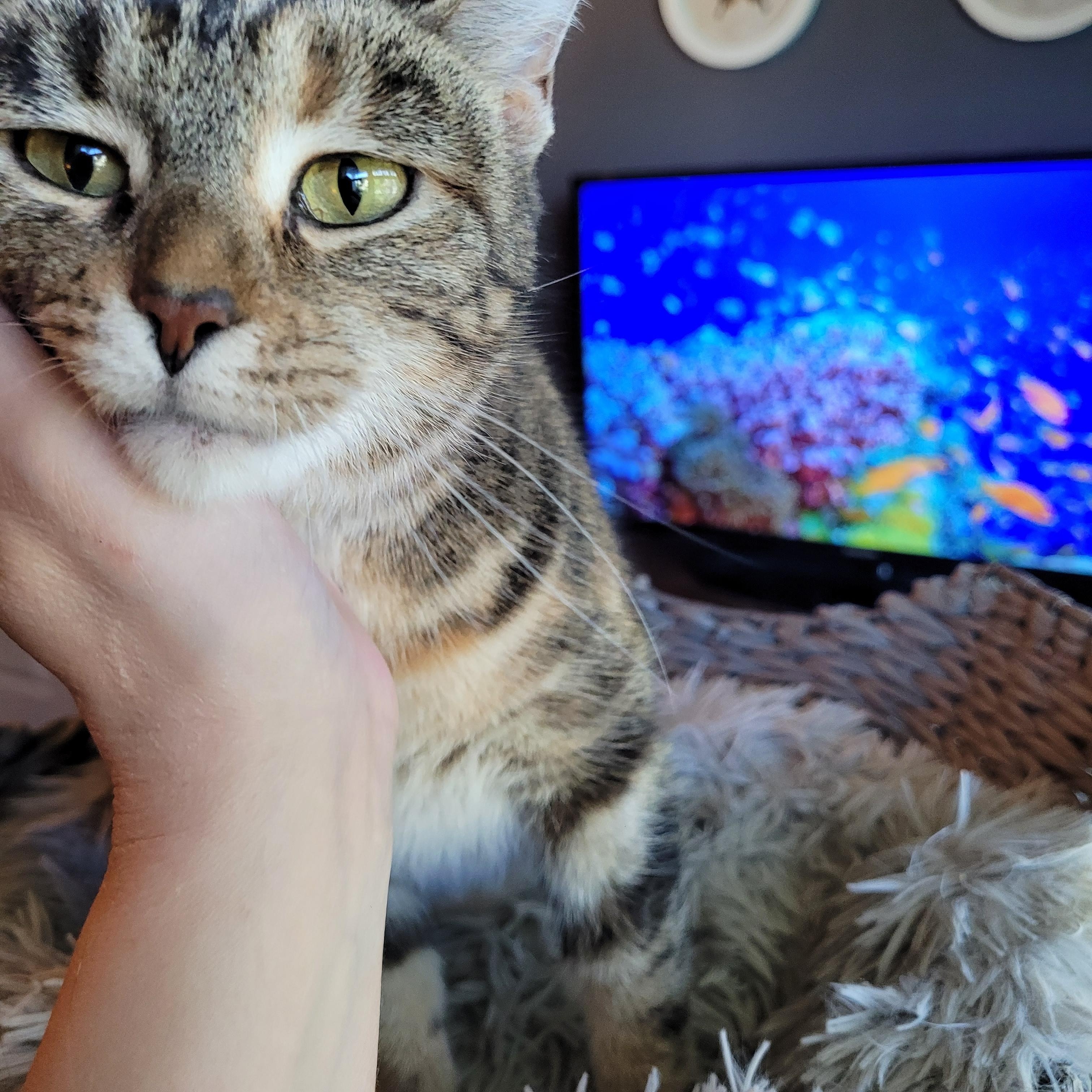 Enlarge Stinkerbelle, a Adoptable Domestic Short Hair in Indianapolis, IN image 2/6