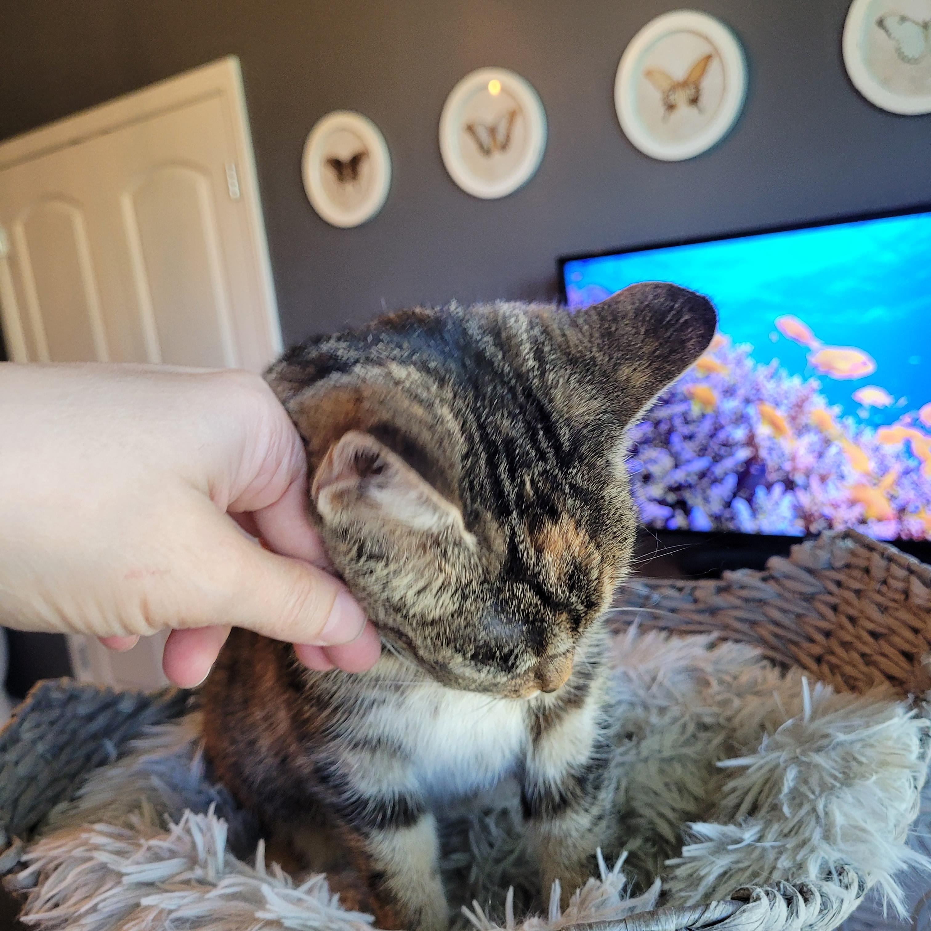 Enlarge Stinkerbelle, a Adoptable Domestic Short Hair in Indianapolis, IN image 4/6