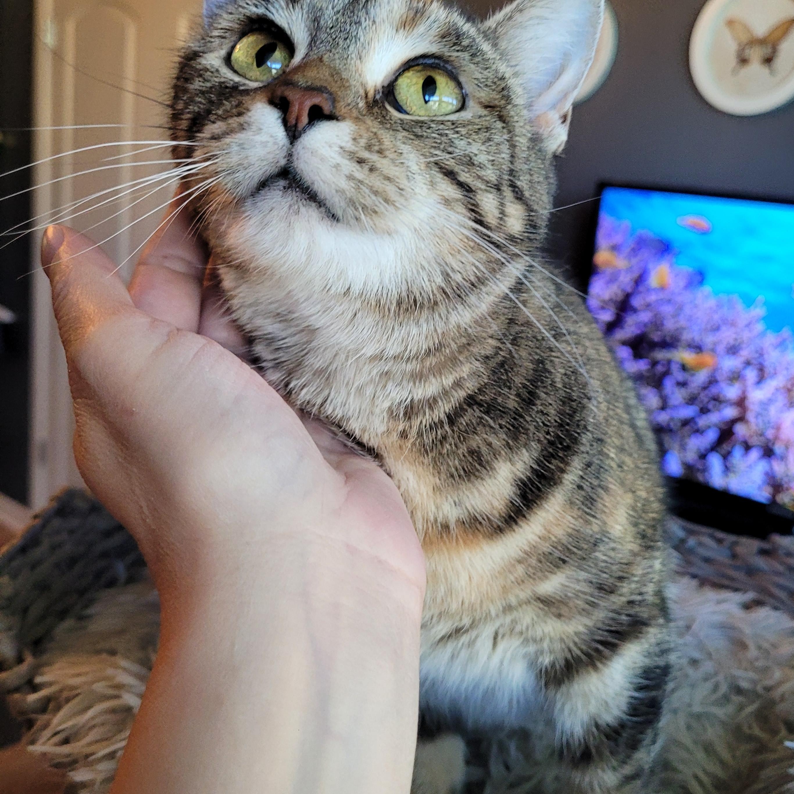 Enlarge Stinkerbelle, a Adoptable Domestic Short Hair in Indianapolis, IN image 6/6