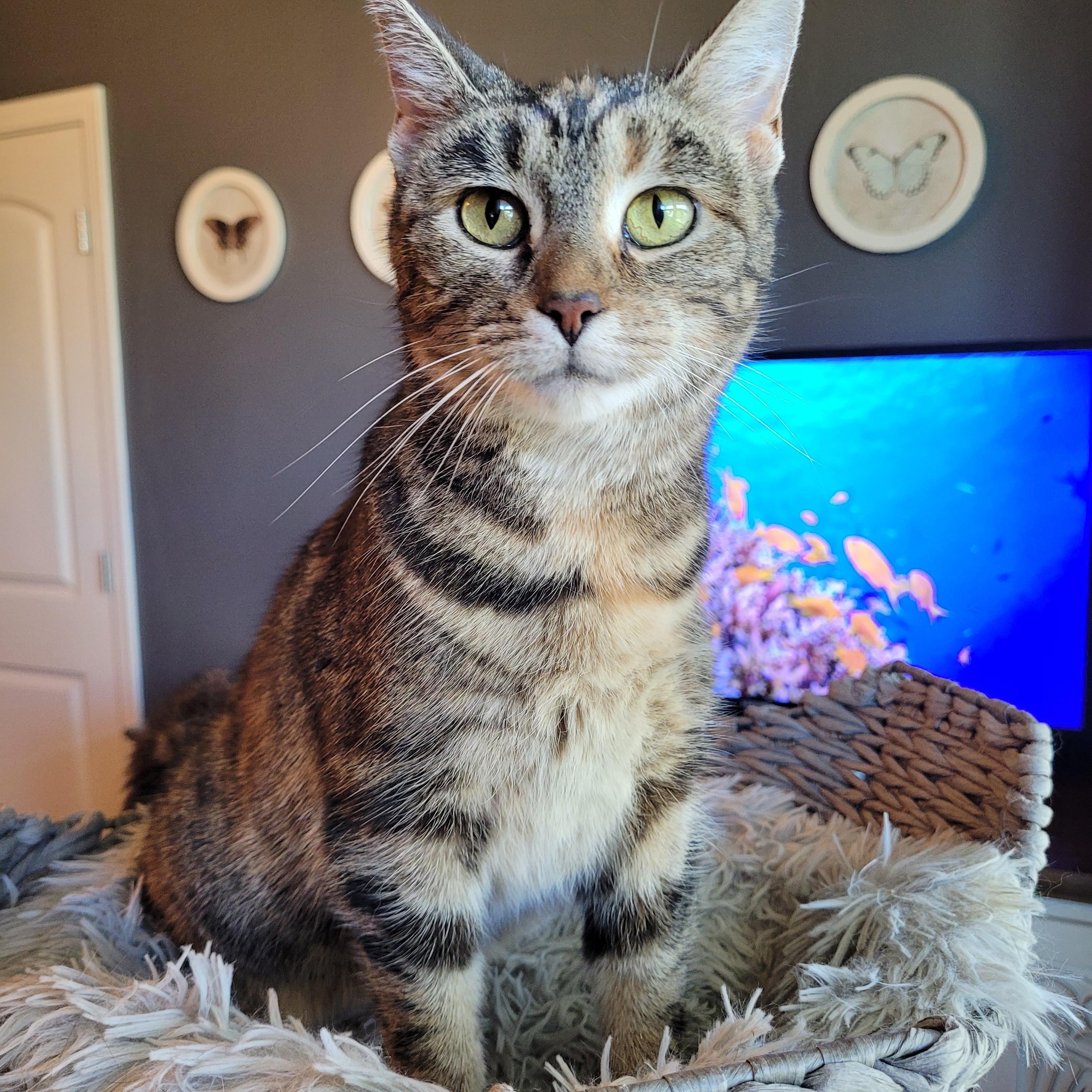 Enlarge Stinkerbelle, a Adoptable Domestic Short Hair in Indianapolis, IN image 5/6