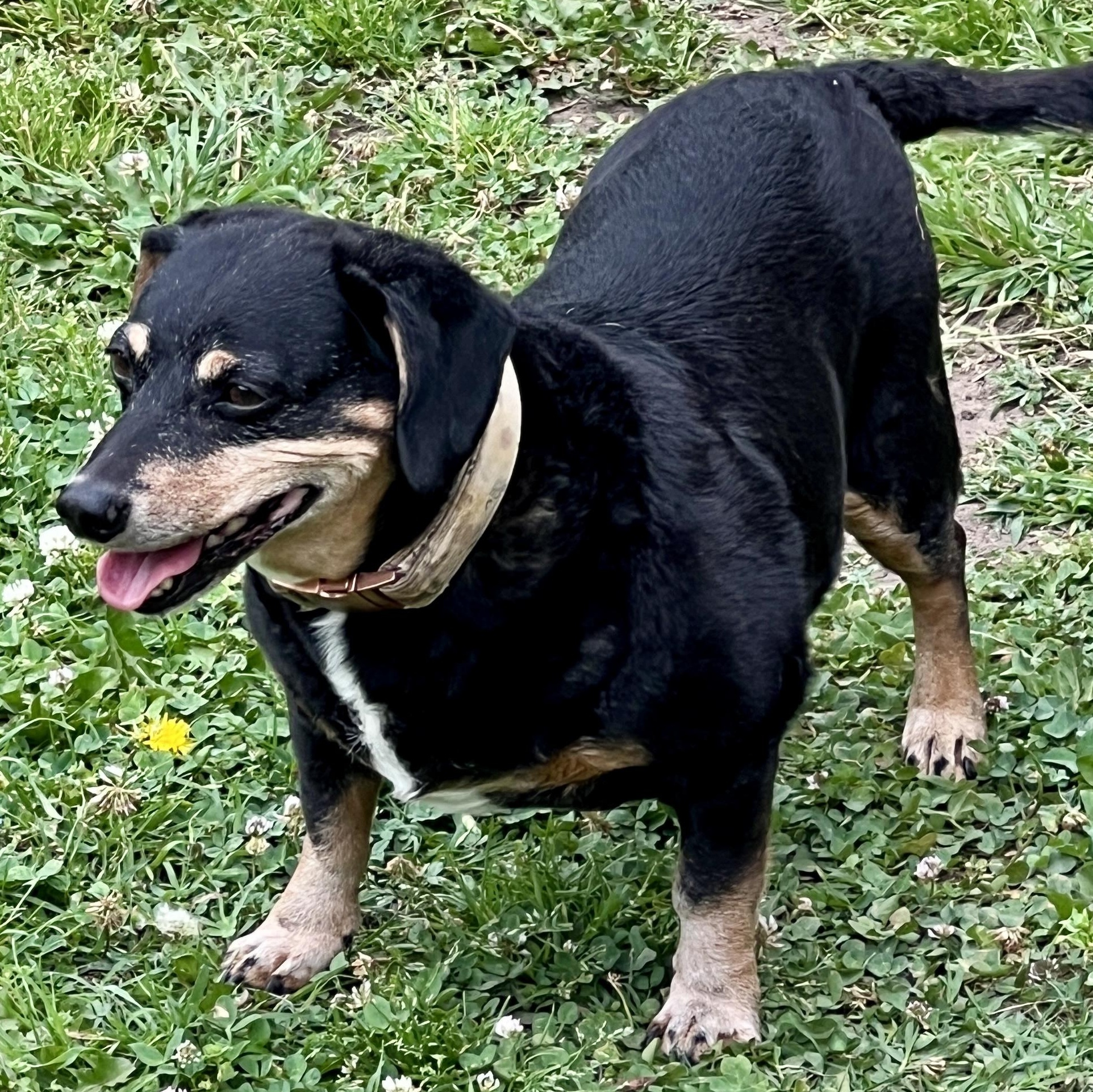 Enlarge Buttercup - Adorable Low Rider, a Adoptable mixed breed in Tulsa, OK image 3/5