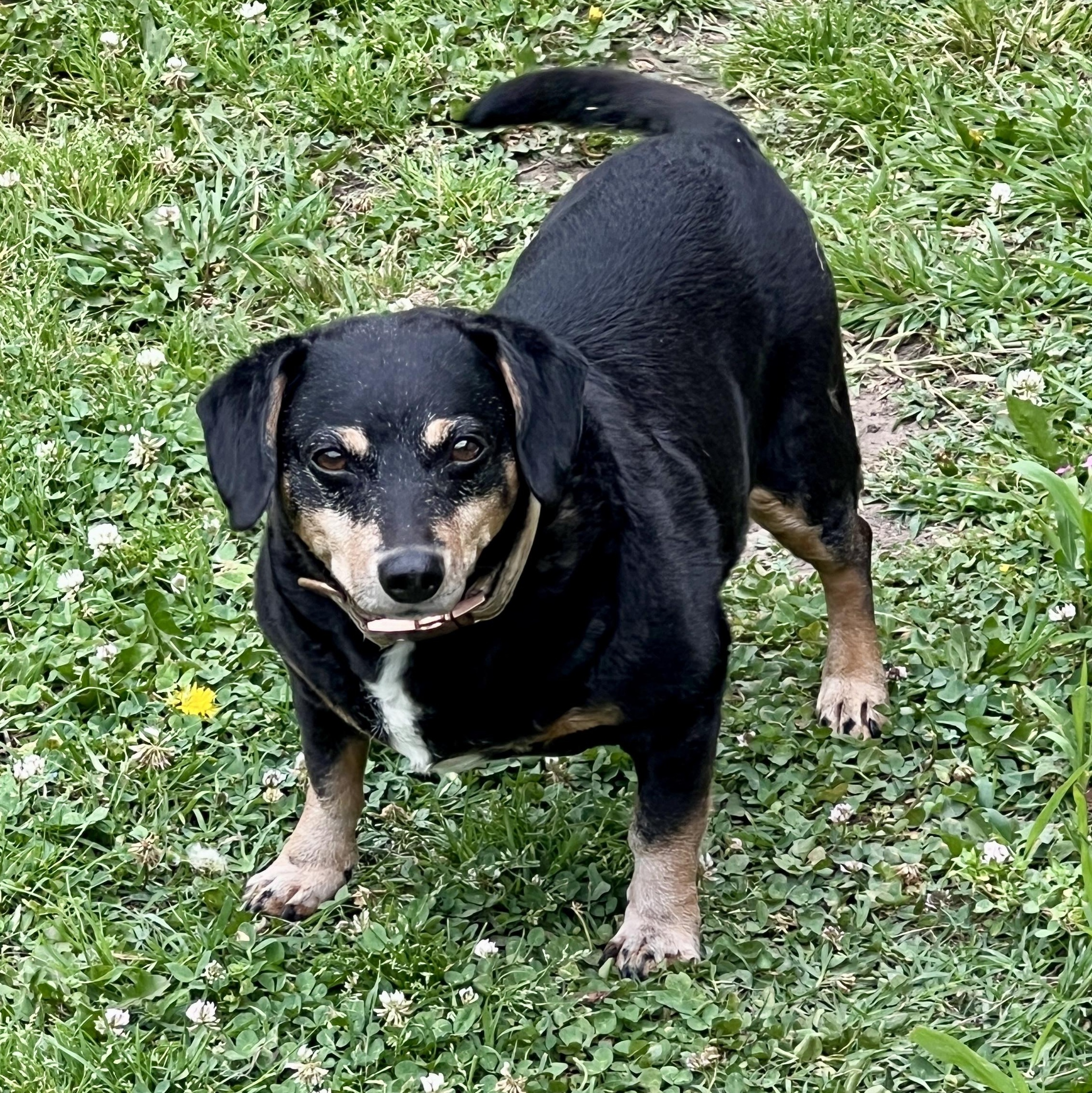 Enlarge Buttercup - Adorable Low Rider, a Adoptable mixed breed in Tulsa, OK image 2/5